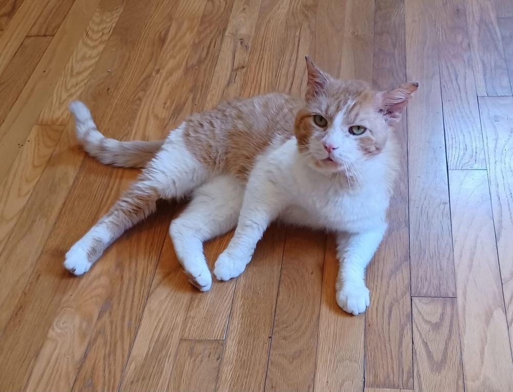 Dunkin', a Adoptable Domestic Short Hair in Dayton, OH image 5/6