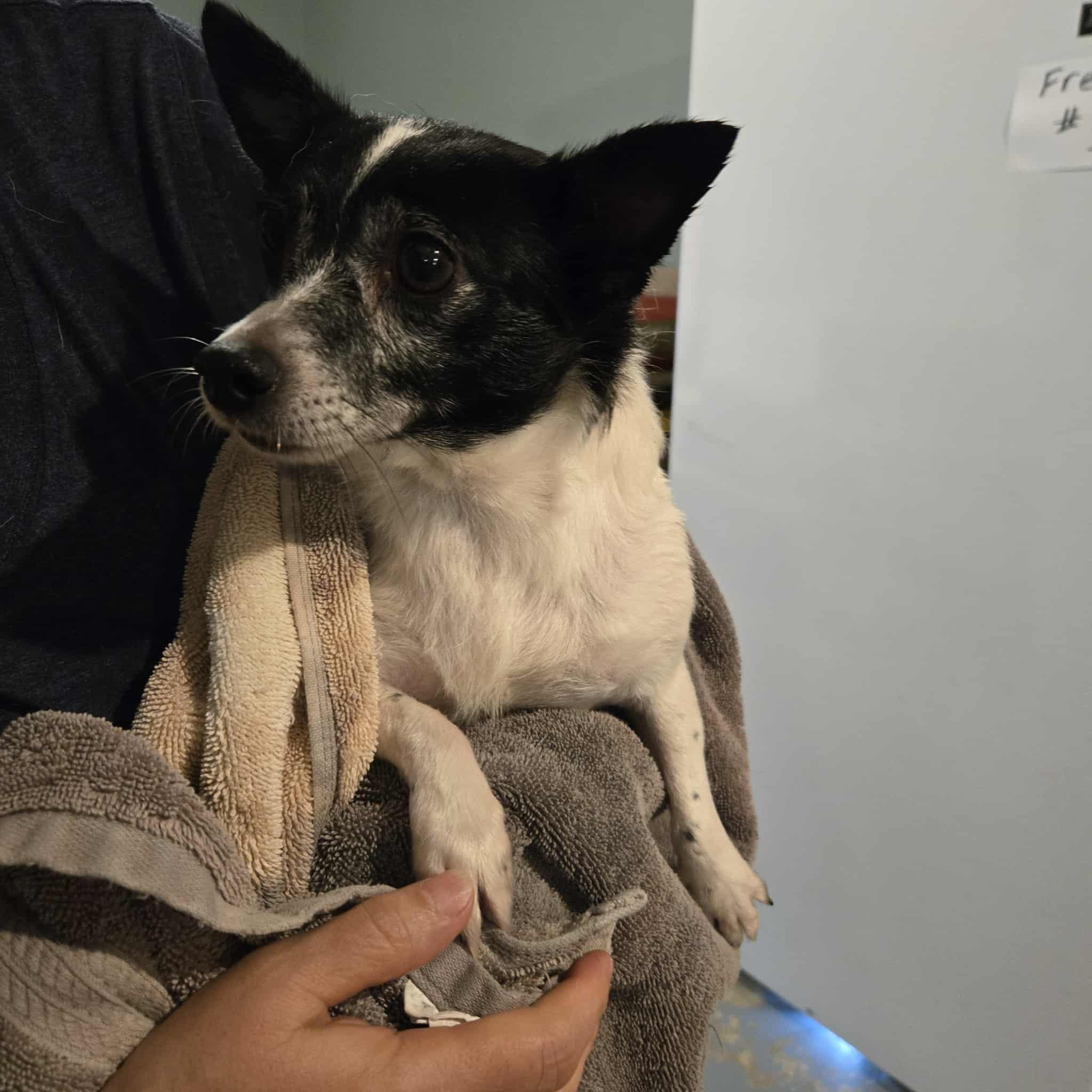 Enlarge Georgia, a Adoptable mixed breed in Mansfield, TX image 4/4