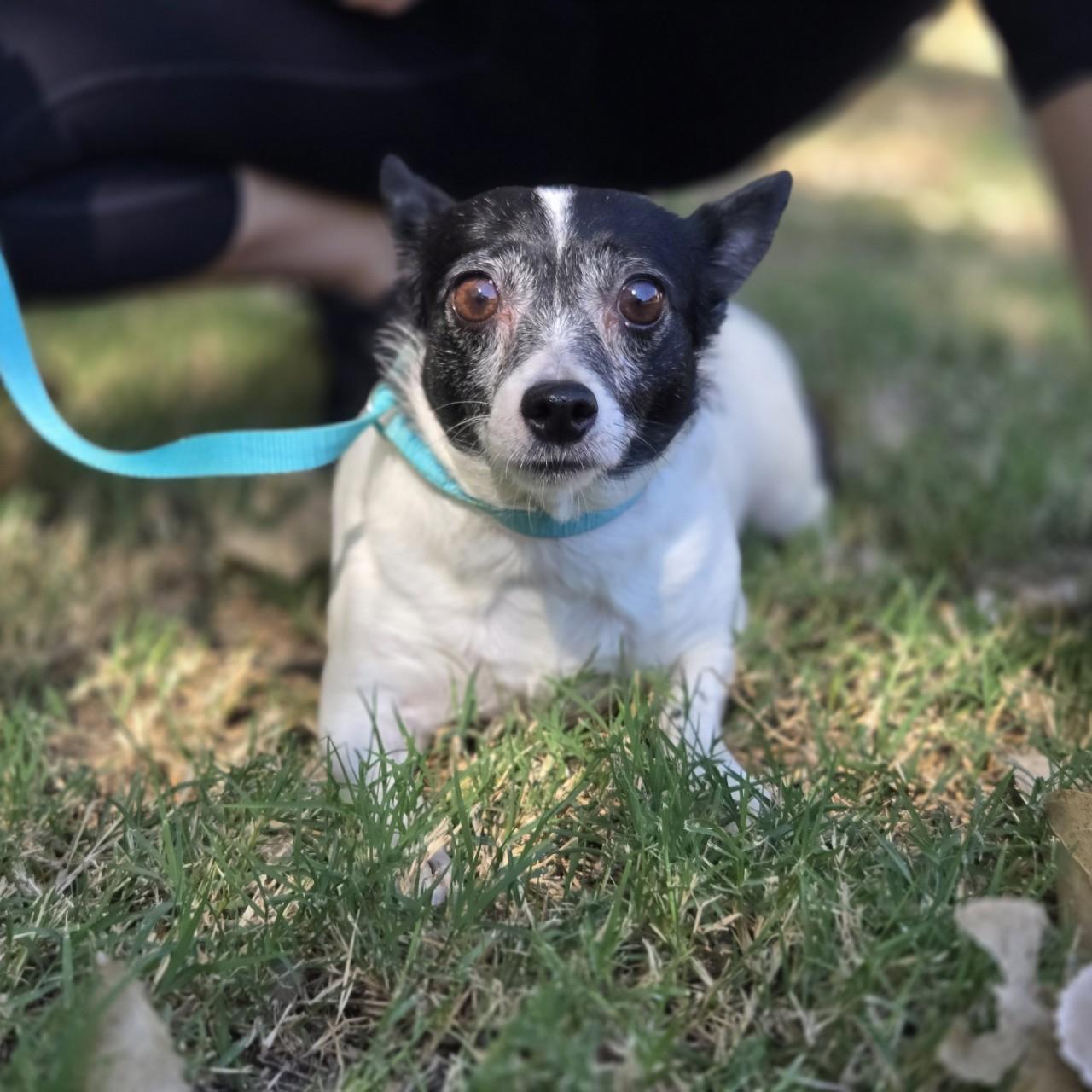 Enlarge Georgia, a Adoptable mixed breed in Mansfield, TX image 2/4