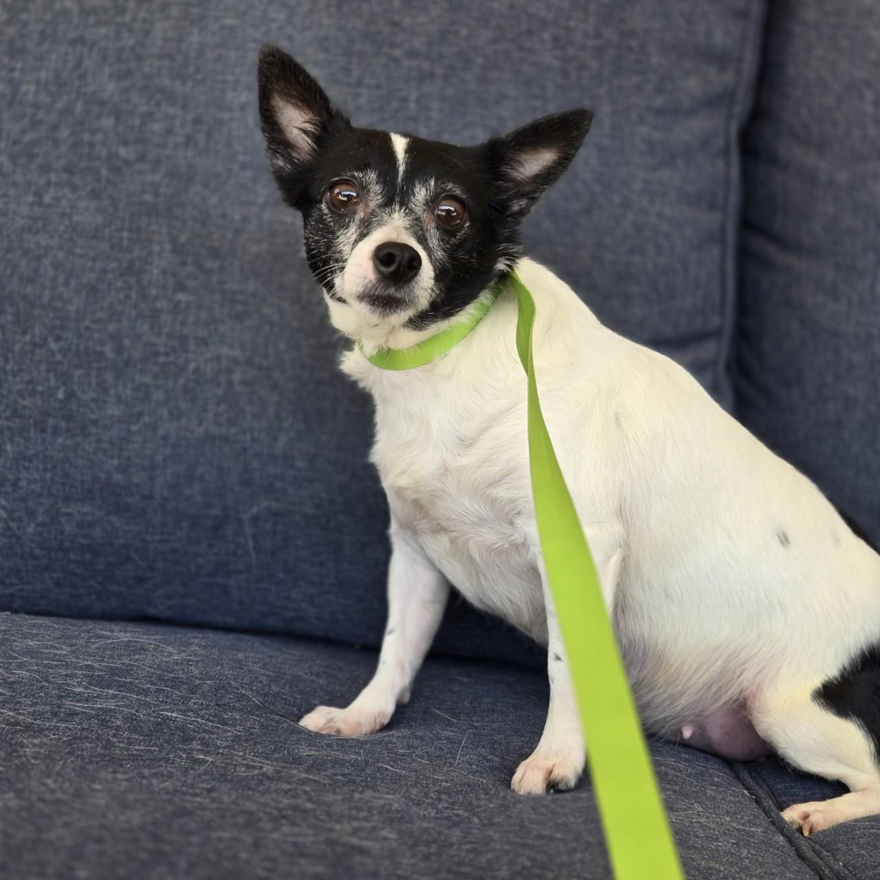 Georgia, Adoptable, Adult Female Rat Terrier & Chihuahua.