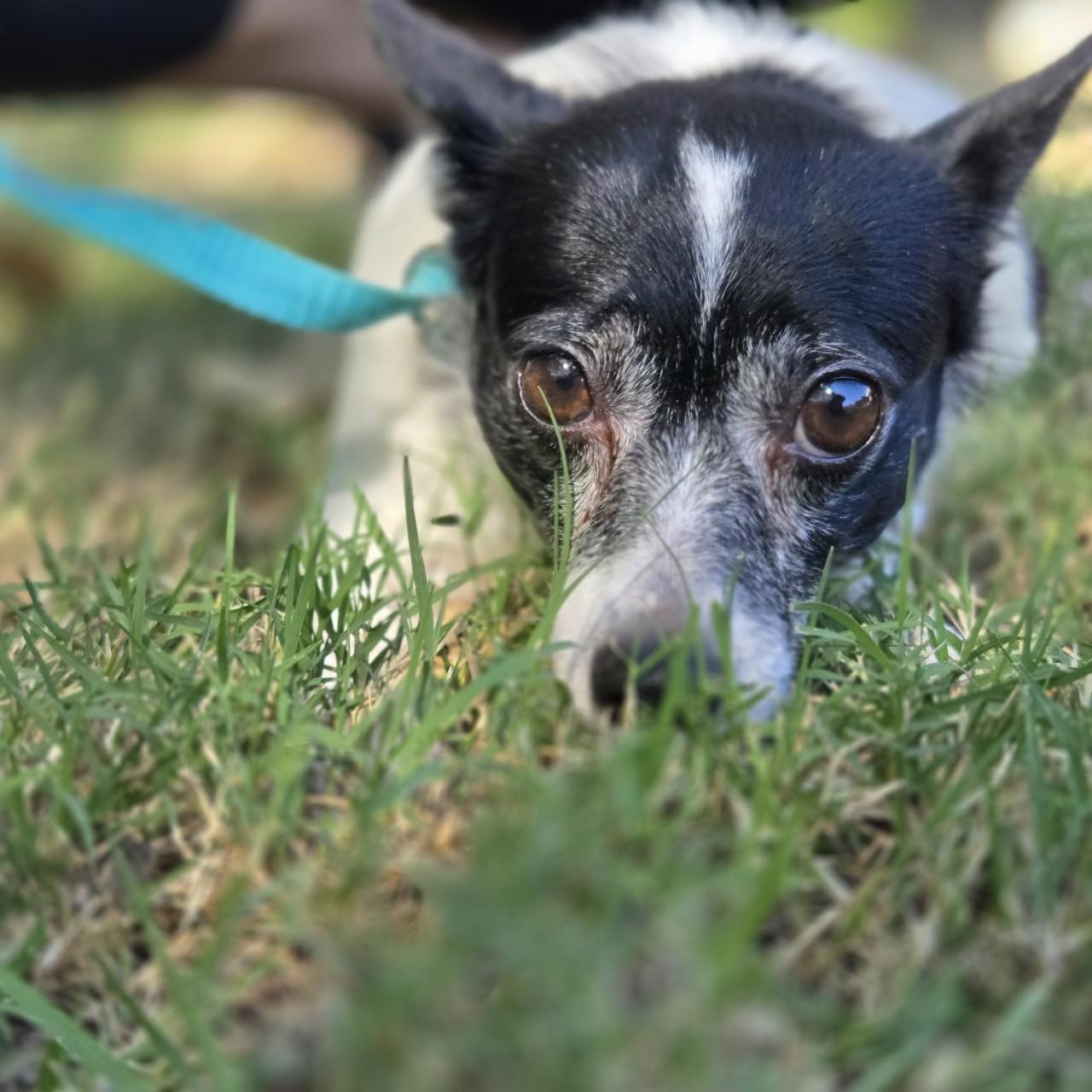Enlarge Georgia, a Adoptable mixed breed in Mansfield, TX image 1/4