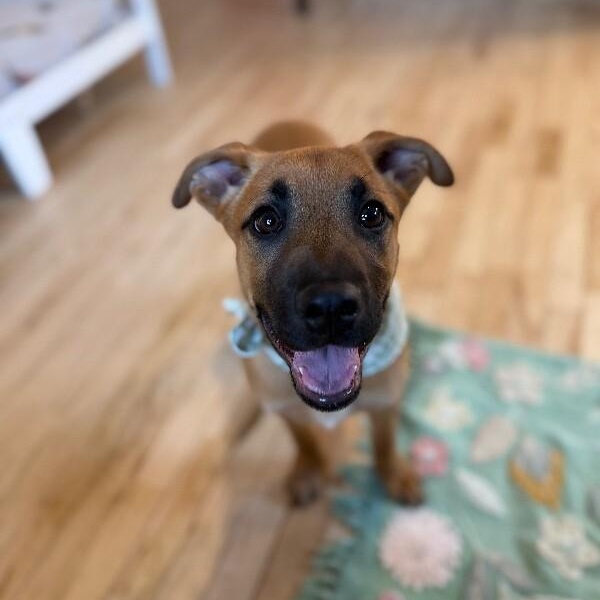 Sugar cuddly baby — thumbnail 3