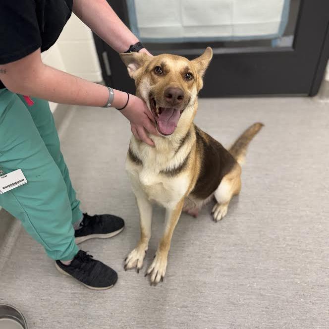 Enlarge Solar, a Adoptable German Shepherd Dog in Franklin, TN image 2/2