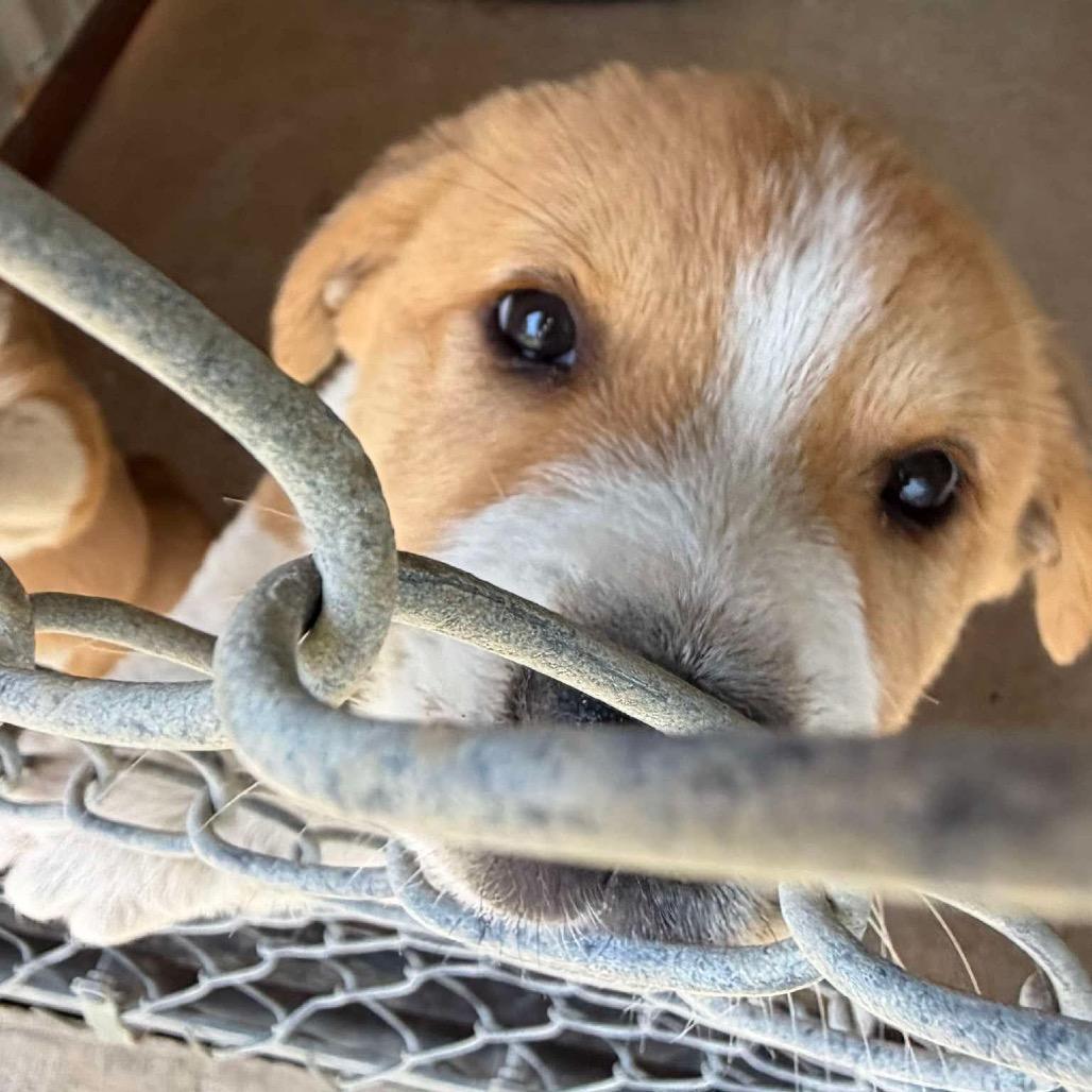 Cornchip, Adoptable, Puppy Male Mixed Breed.