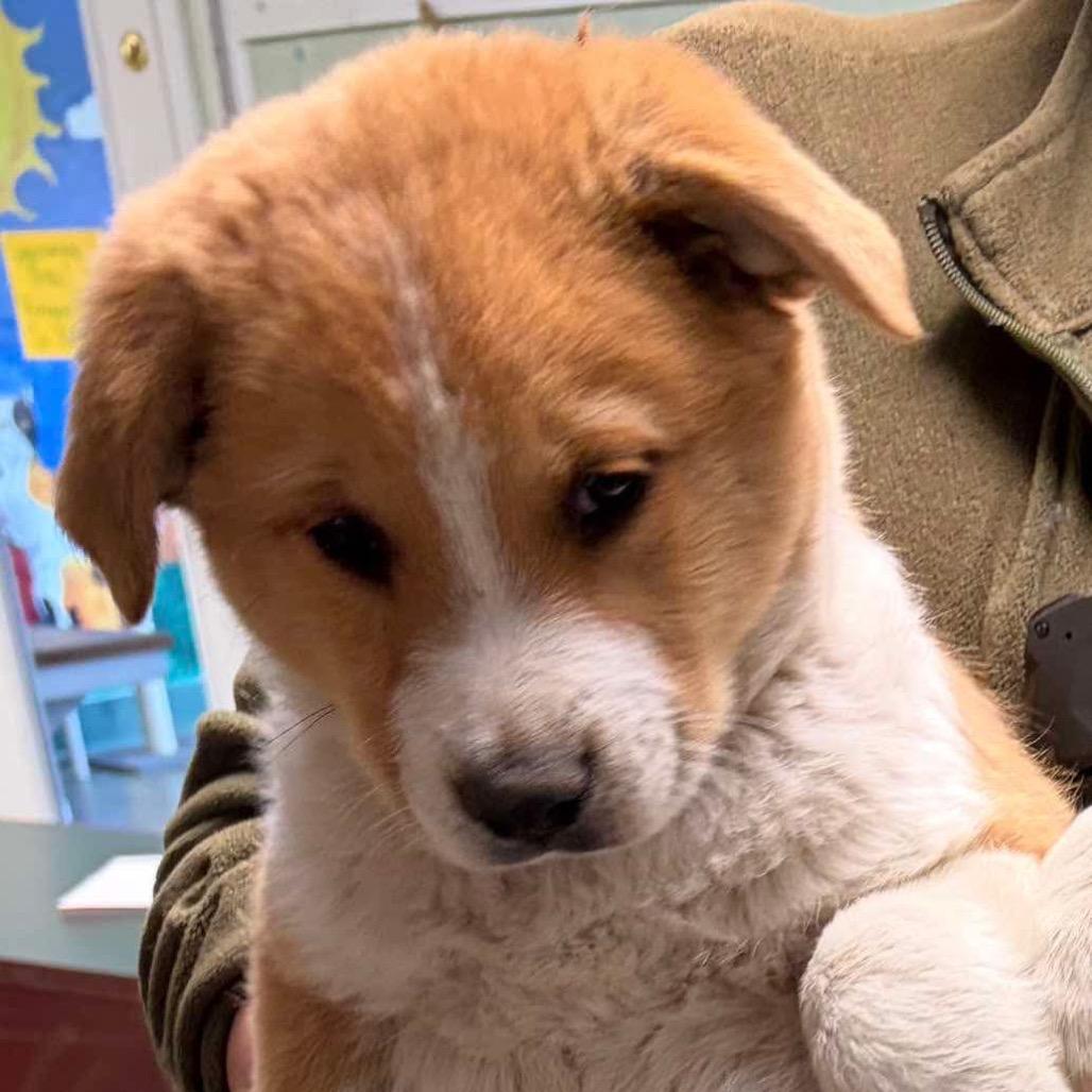 Enlarge Cornchip, a Adoptable Mixed Breed in Oxford, ME image 2/3