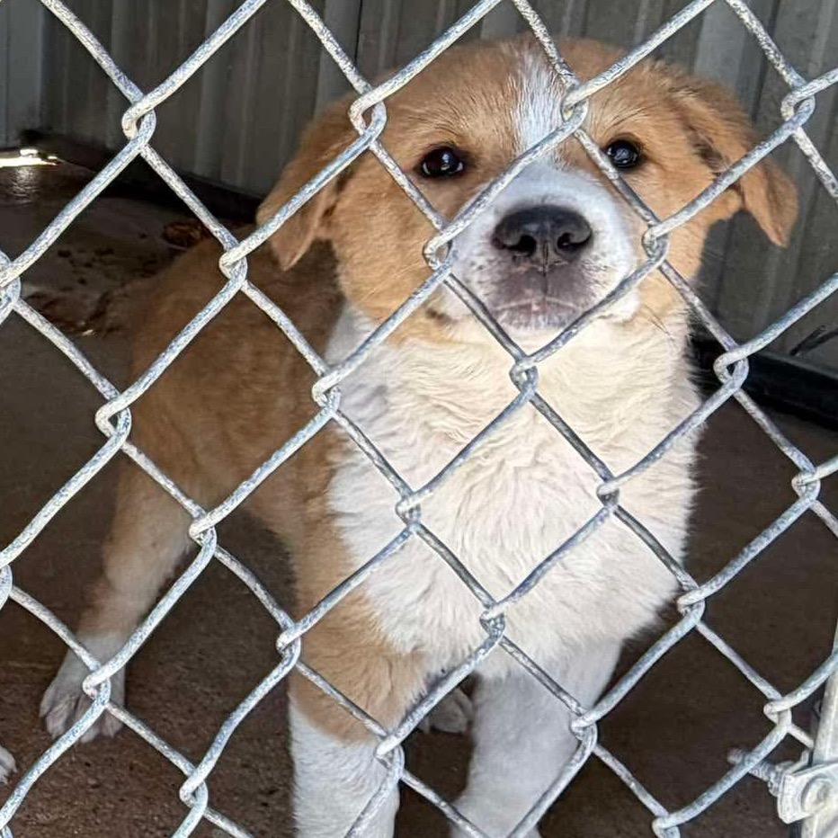 Enlarge Cornchip, a Adoptable Mixed Breed in Oxford, ME image 3/3