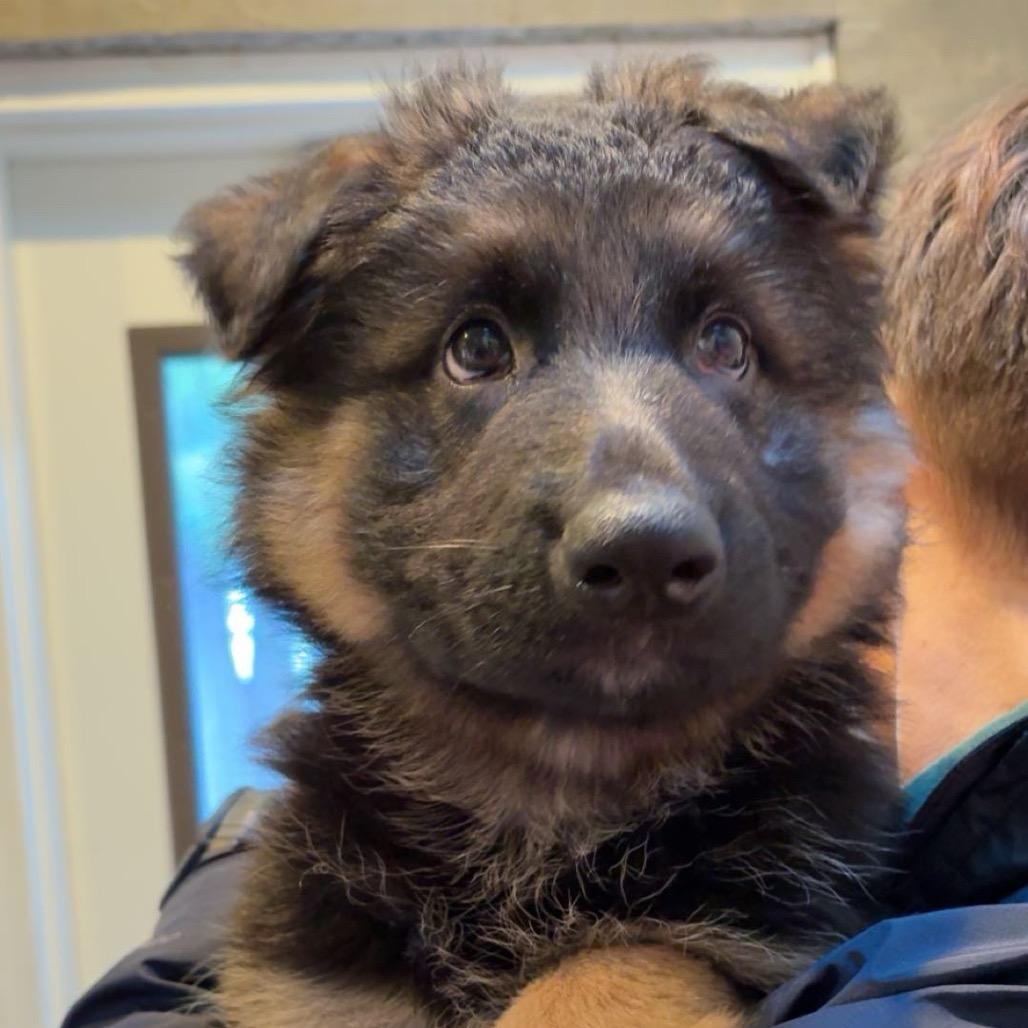 Enlarge Conrad, a Adoptable German Shepherd Dog in Port Angeles, WA image 1/1