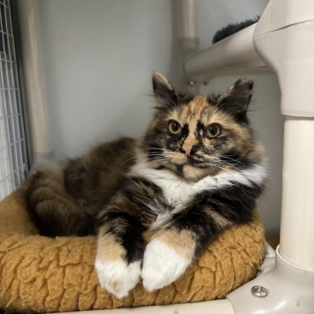 Holly, Adoptable, Young Female Domestic Medium Hair.