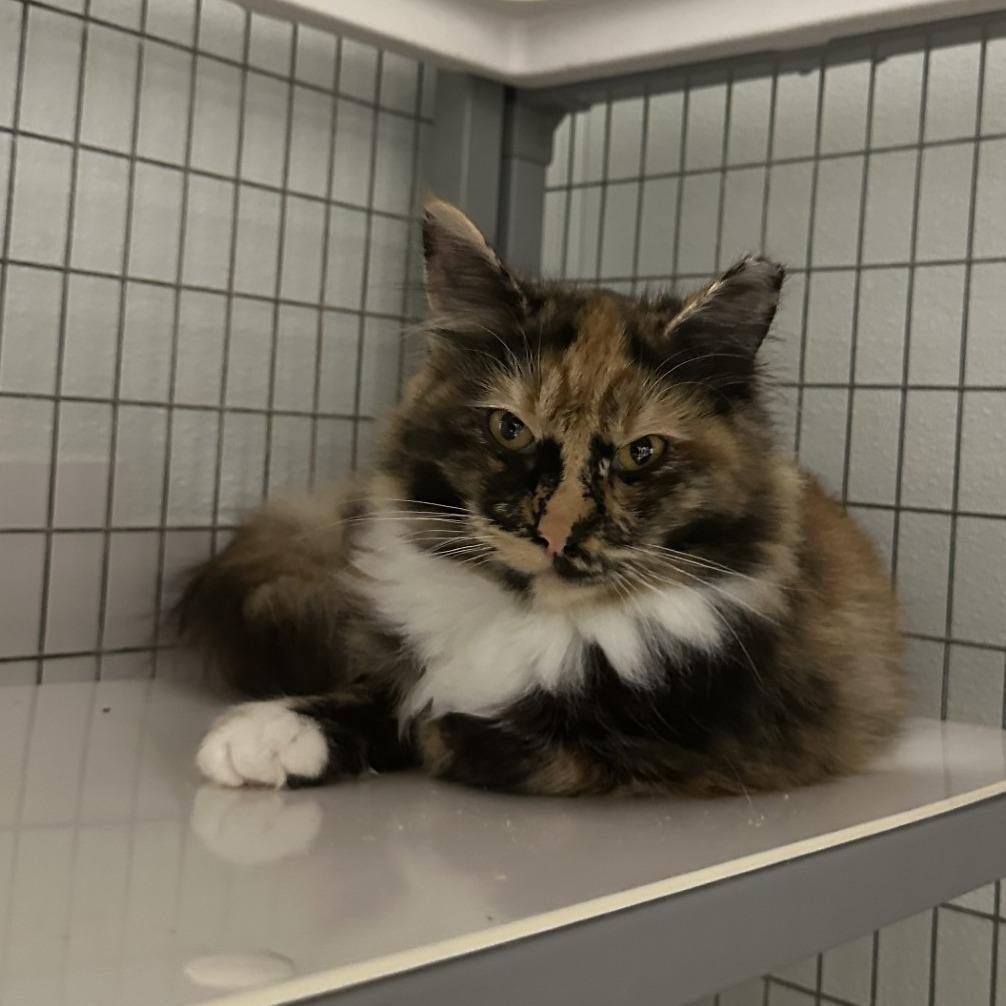 Holly, a Adoptable Domestic Medium Hair in Blue Ridge, GA image 2/4