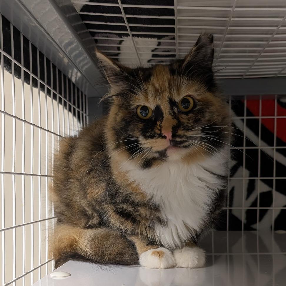 Holly, a Adoptable Domestic Medium Hair in Blue Ridge, GA image 3/4