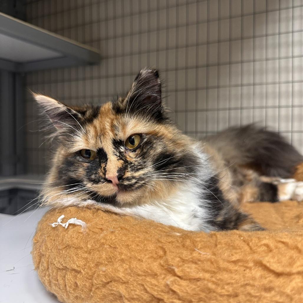 Holly, a Adoptable Domestic Medium Hair in Blue Ridge, GA image 4/4