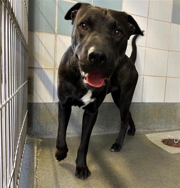 BUTCH, Adoptable, Young Male Shar-Pei & American Staffordshire Terrier.