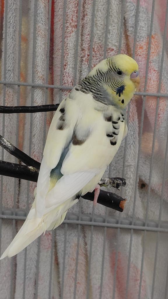 Pastel yellow, Adoptable, Young Male Parakeet (Other).