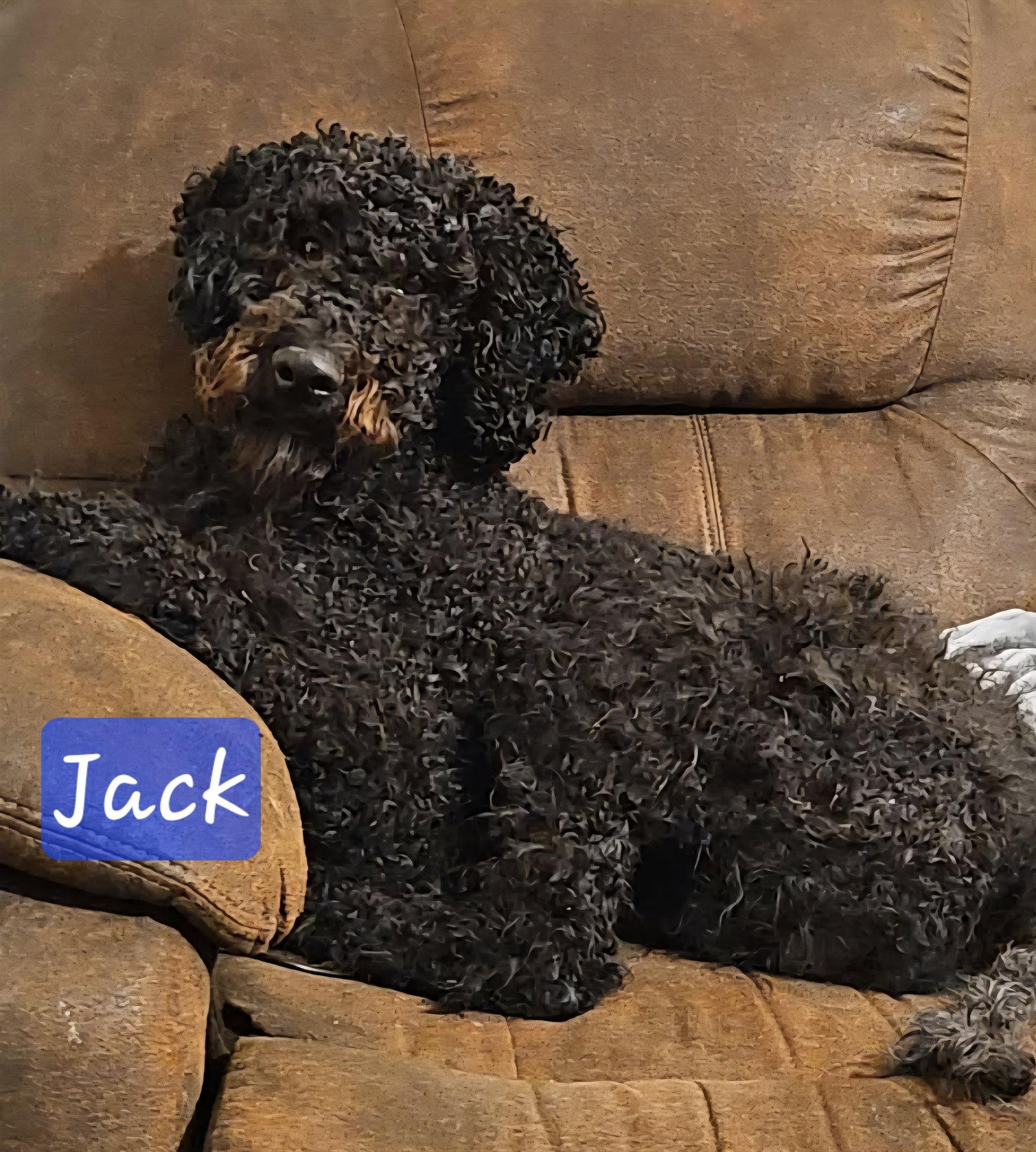 Enlarge Jack (4yo, 45lbs), a Adopted Standard Poodle in Hinton, WV image 1/2