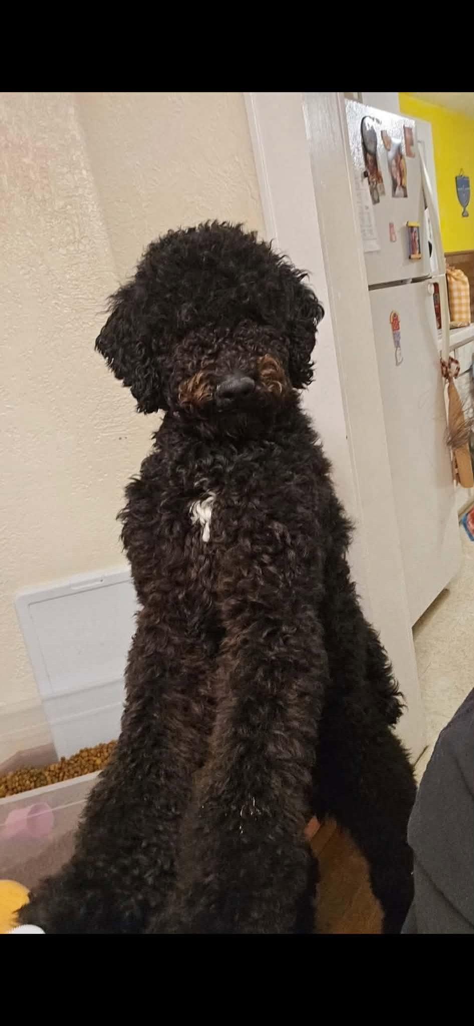 Enlarge Jack (4yo, 45lbs), a Adopted Standard Poodle in Hinton, WV image 2/2