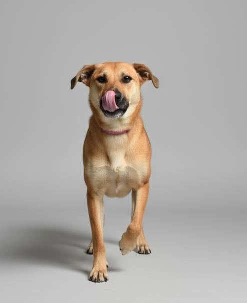 Baby, Adoptable, Adult Female Hound.