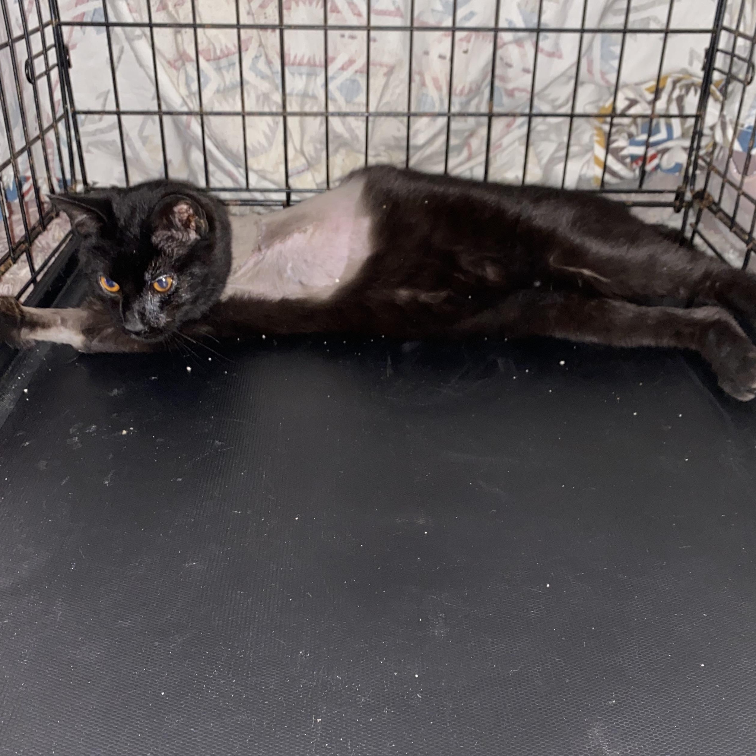 Enlarge Skippy-Fun Little Tripod, an adopted Domestic Short Hair in Lemoyne, PA image 6/6