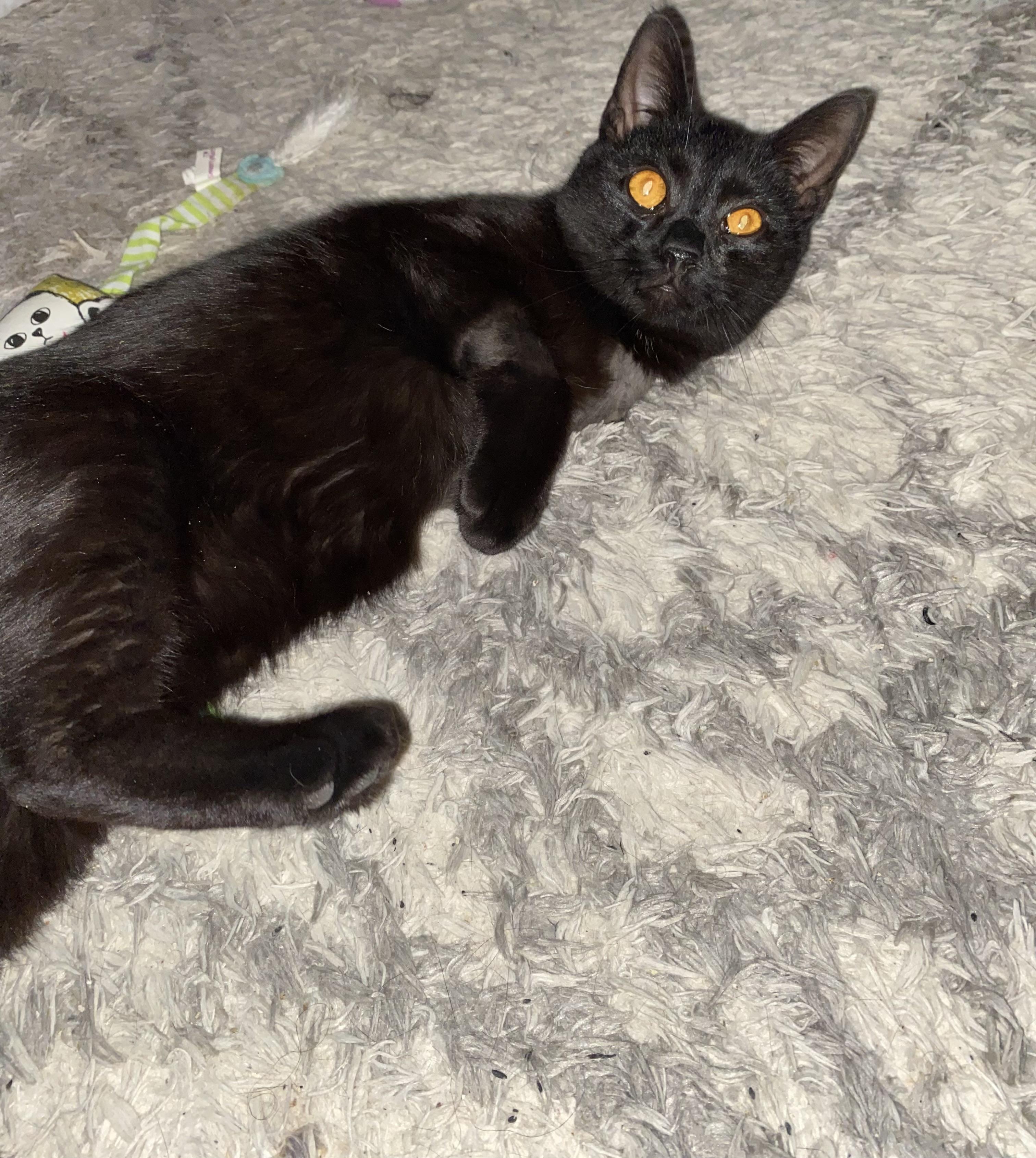 Enlarge Skippy-Fun Little Tripod, an adopted Domestic Short Hair in Lemoyne, PA image 5/6