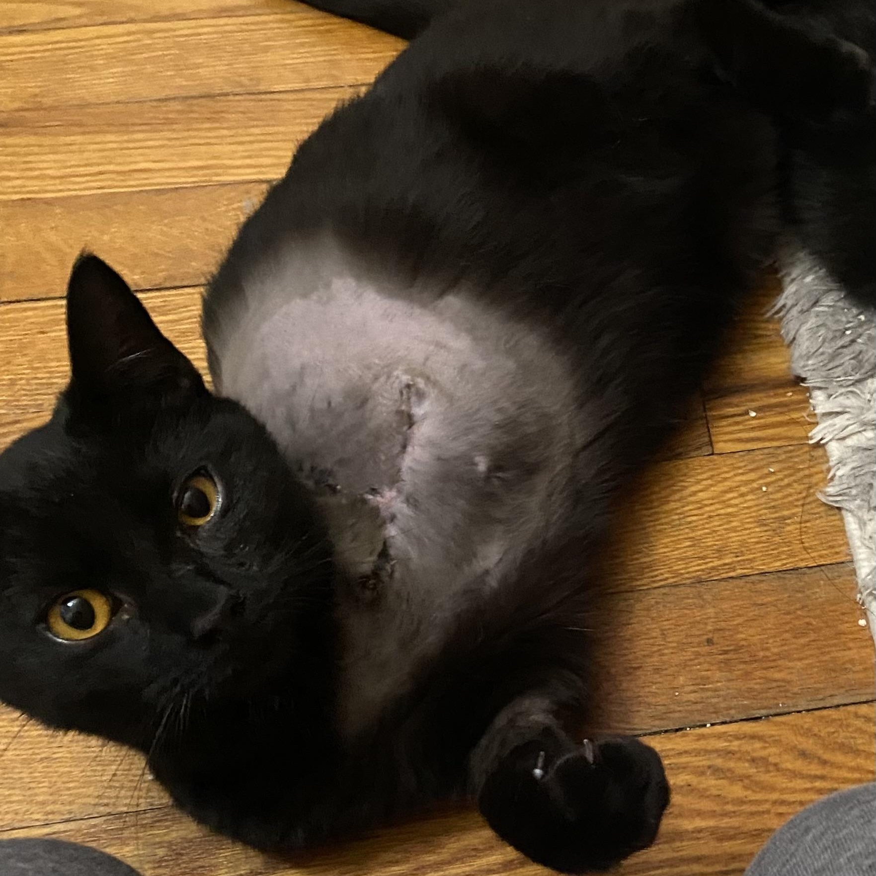 Enlarge Skippy-Fun Little Tripod, an adopted Domestic Short Hair in Lemoyne, PA image 4/6