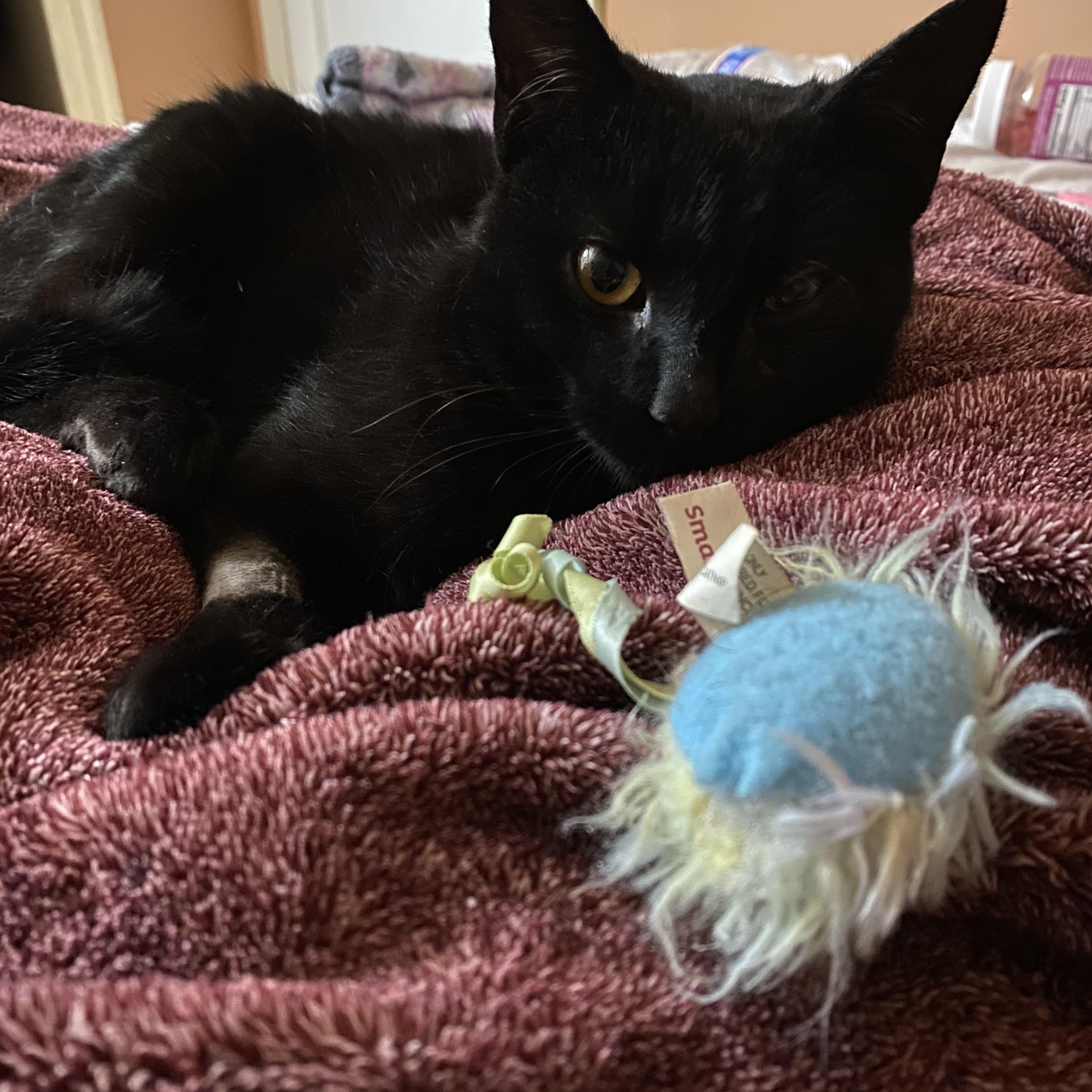 Enlarge Skippy-Fun Little Tripod, an adopted Domestic Short Hair in Lemoyne, PA image 2/6