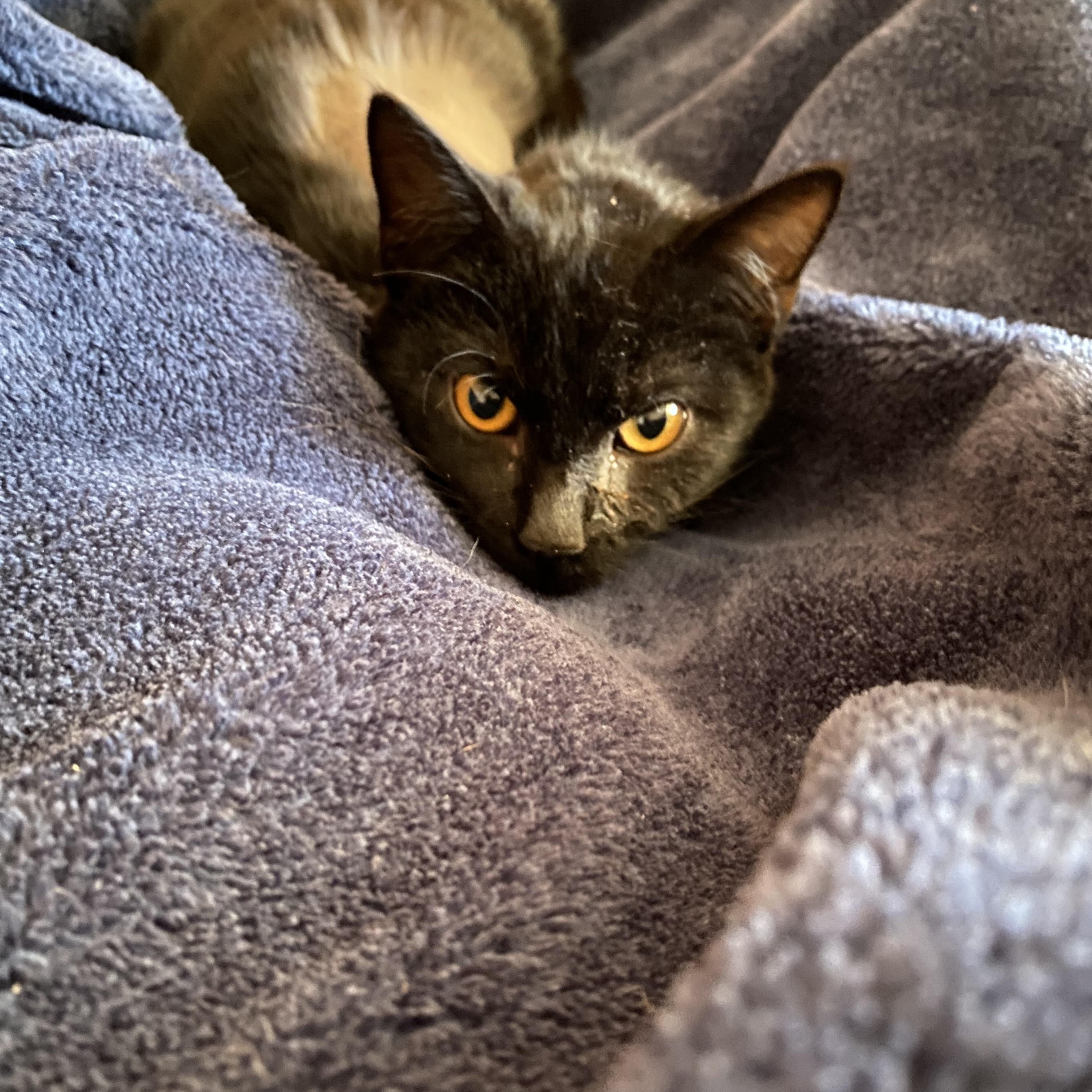 Skippy-Fun Little Tripod, adopted, Kitten Male Domestic Short Hair.