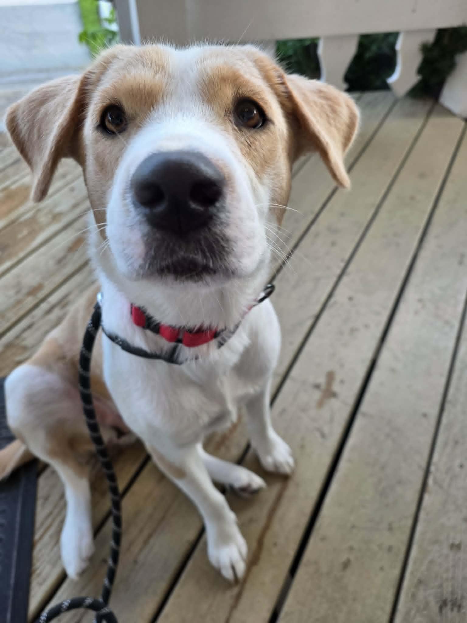 Stella, ADOPTABLE, Young Female Yellow Labrador Retriever.