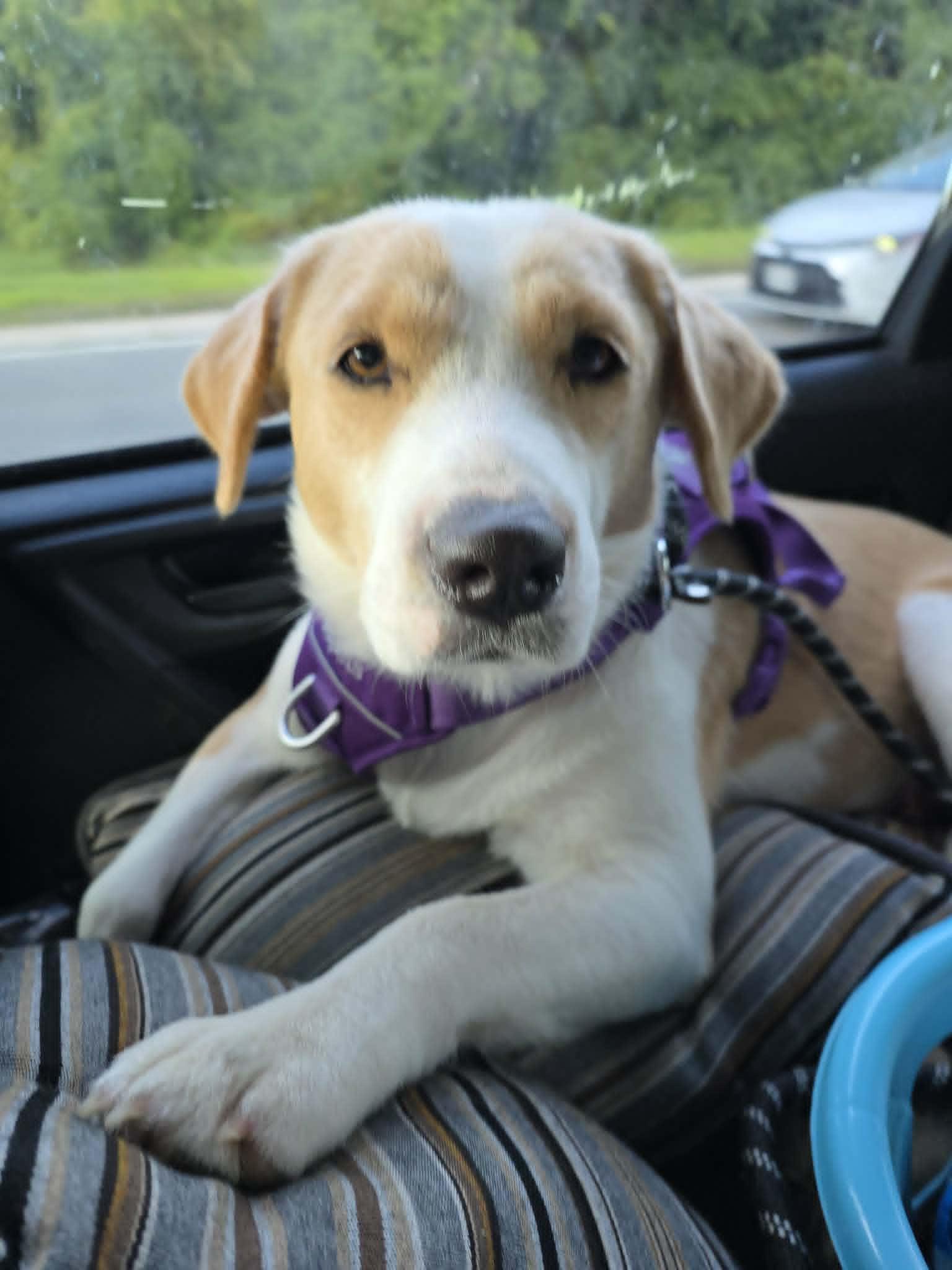 Stella, a ADOPTABLE mixed breed in Wurtsboro, NY image 2/3