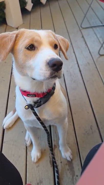 Enlarge Stella, a ADOPTABLE mixed breed in Wurtsboro, NY video 3/3