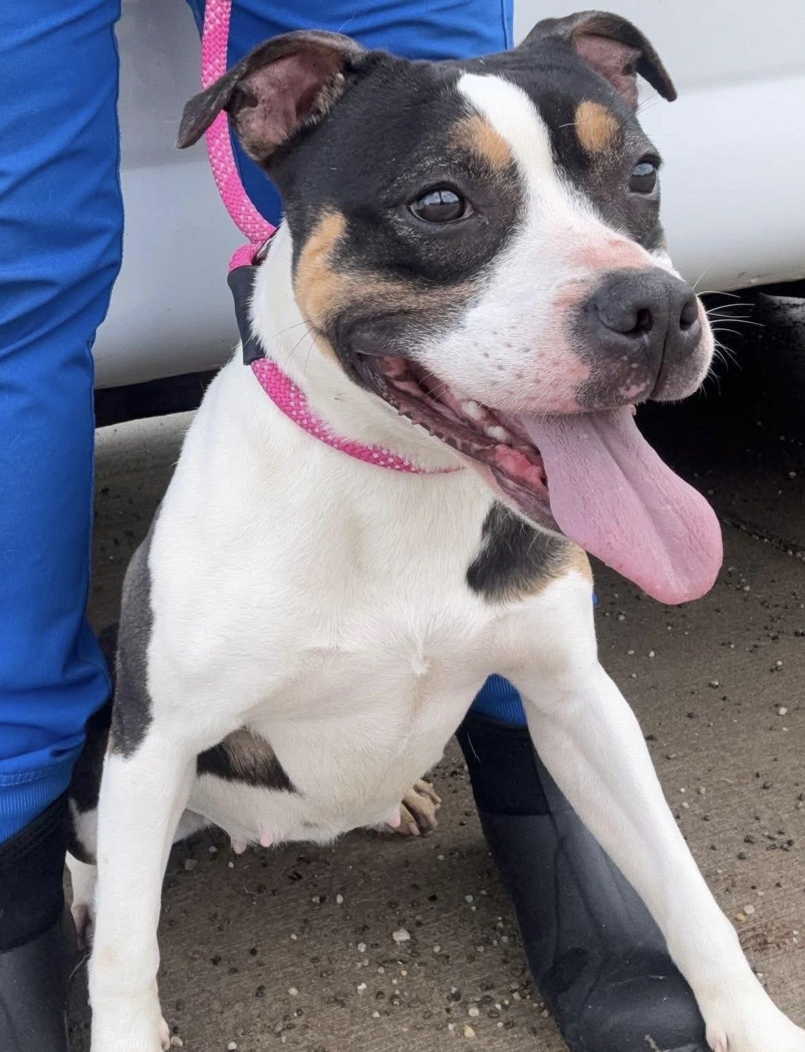 Enlarge Cassie, an adopted mixed breed in Youngstown, OH image 1/1