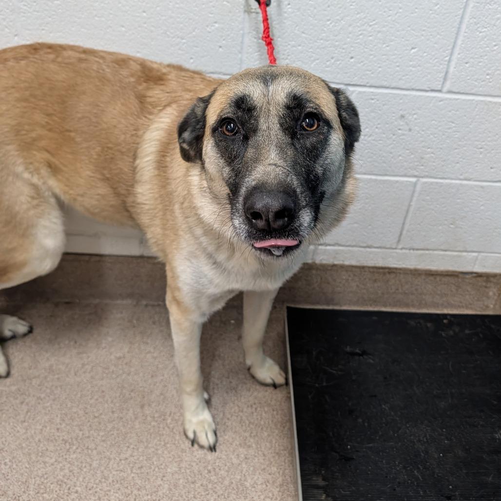 Shakira, Adoptable, Adult Female Anatolian Shepherd & Belgian Shepherd / Malinois.