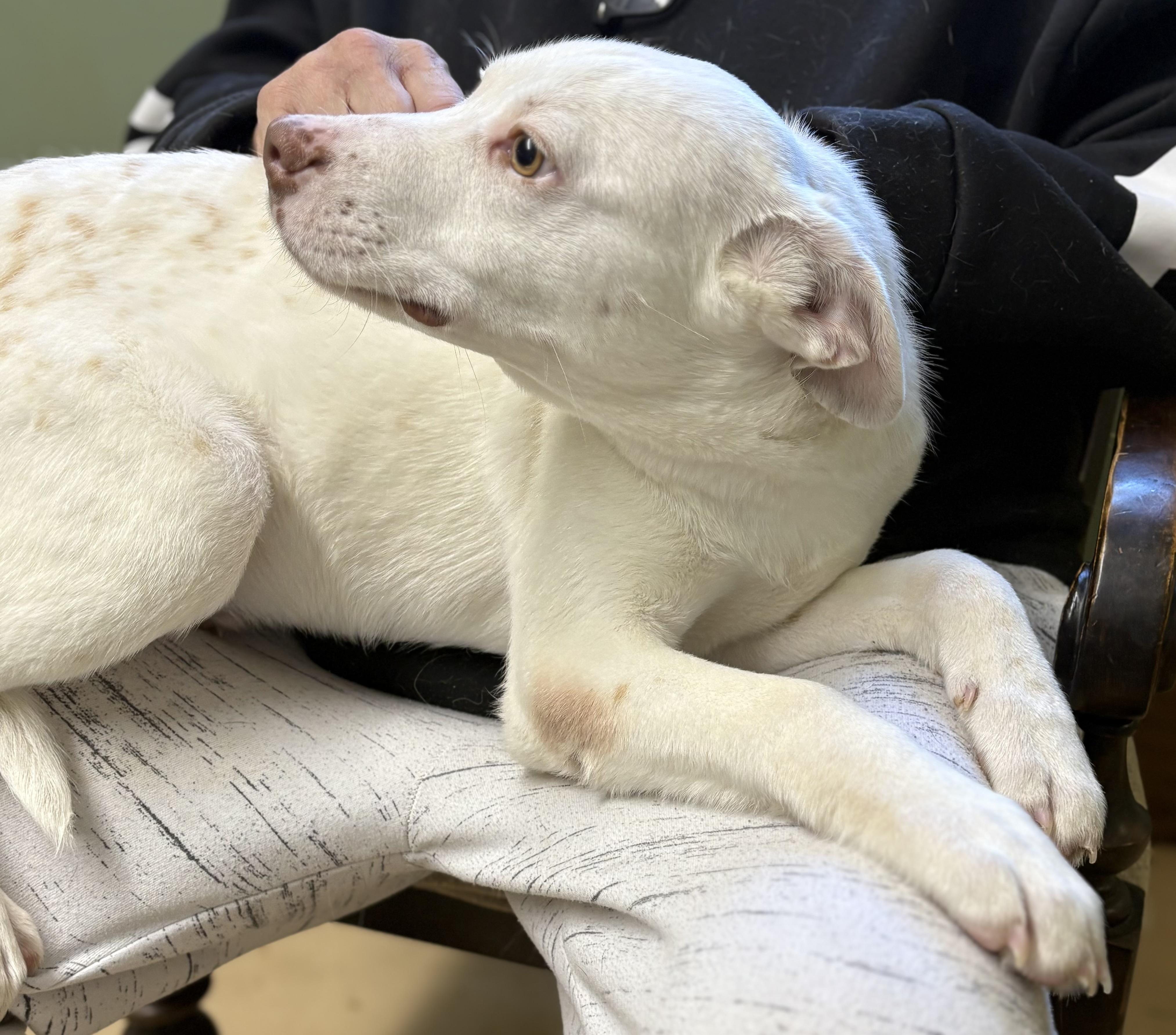 Enlarge BOWIE, an adopted mixed breed in Newborn, GA image 2/3