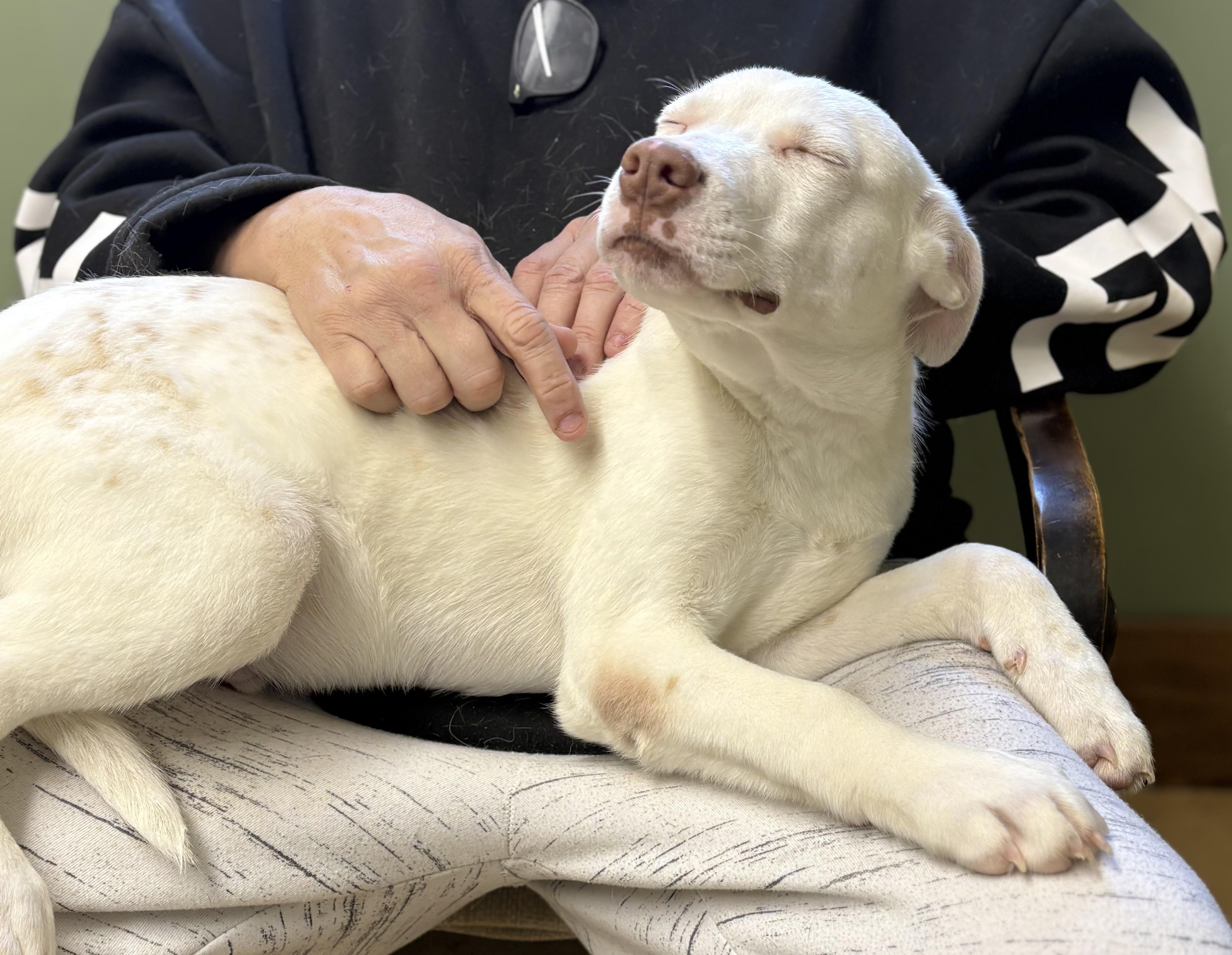 Enlarge BOWIE, an adopted mixed breed in Newborn, GA image 3/3