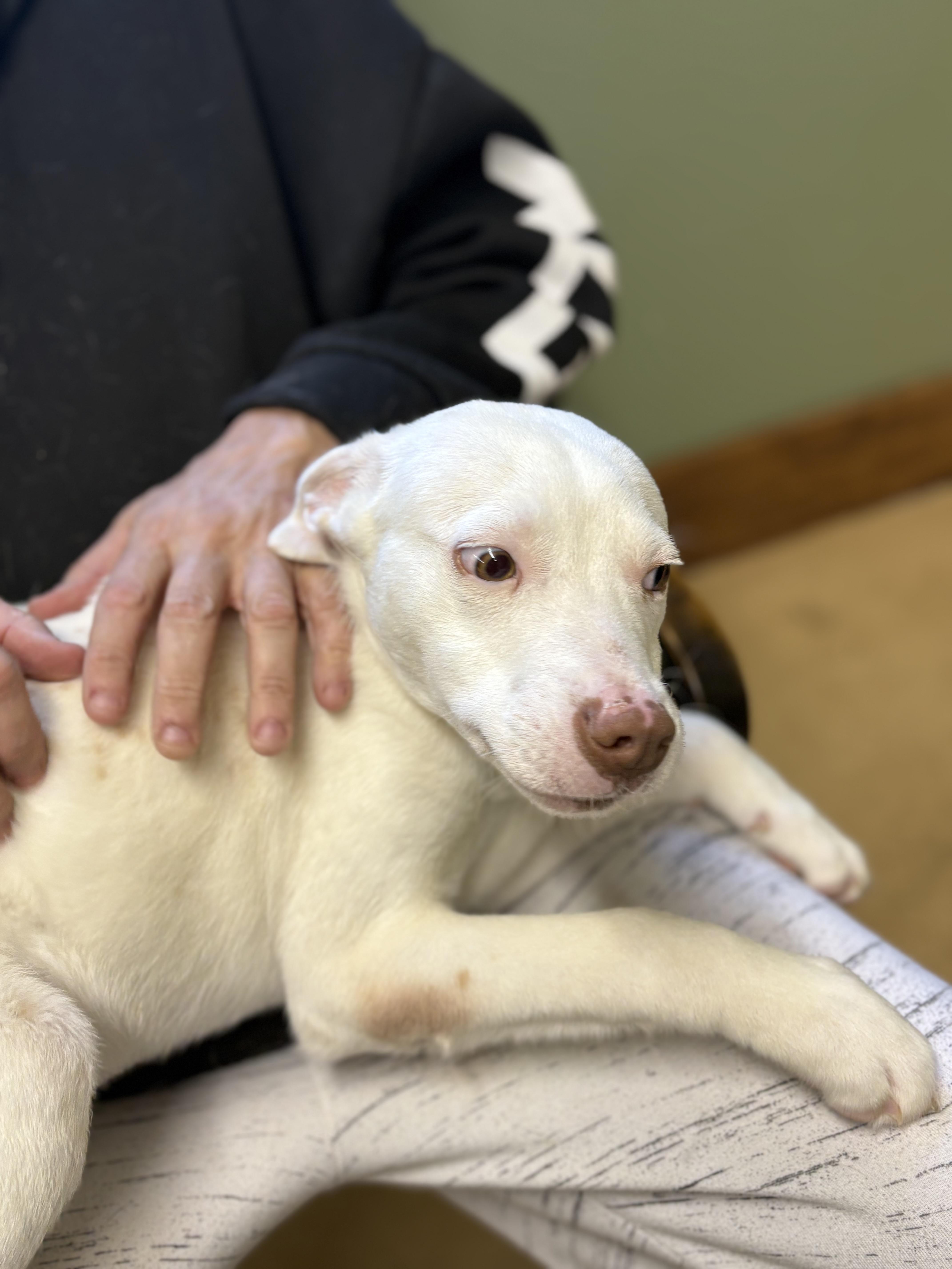 Enlarge BOWIE, an adopted mixed breed in Newborn, GA image 1/3