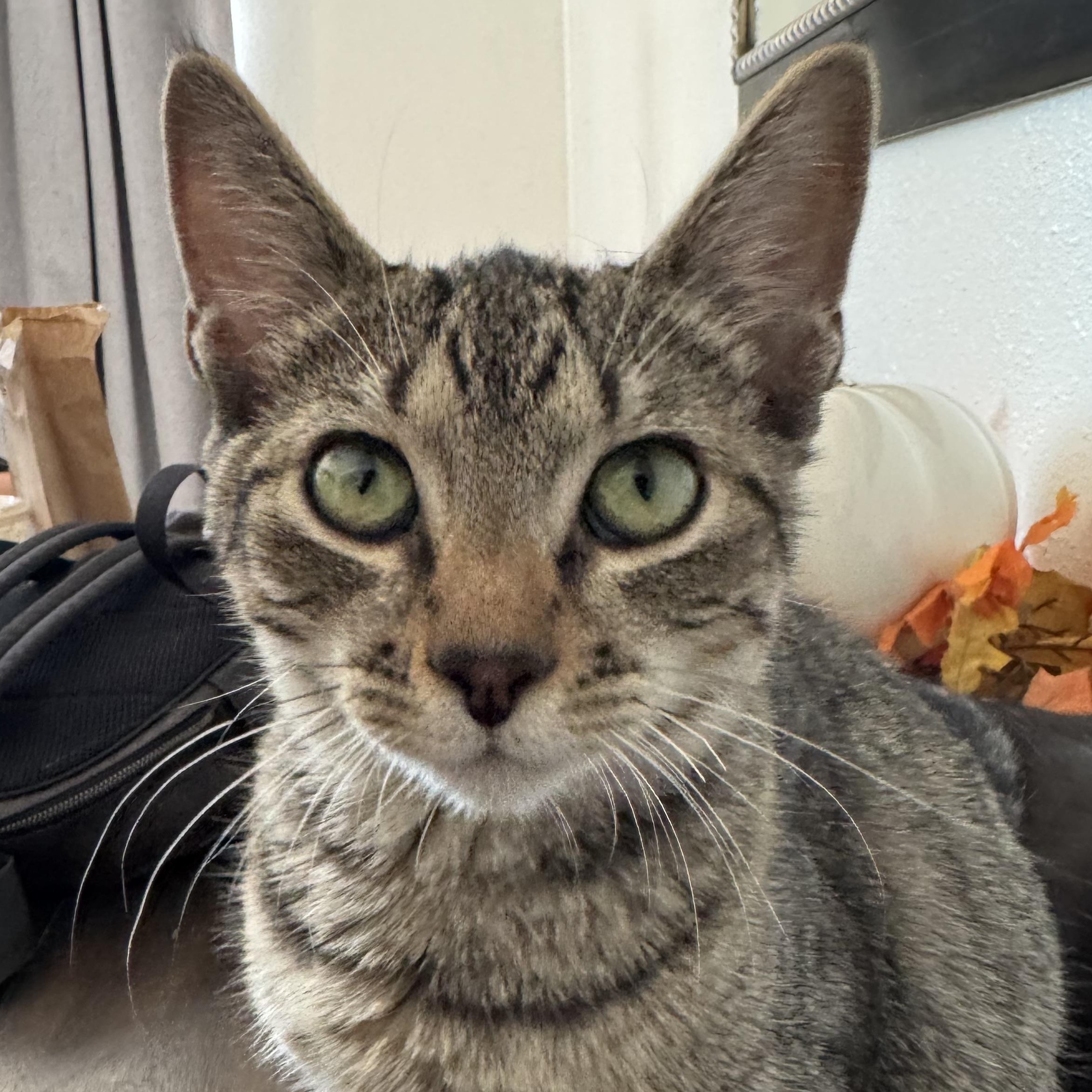 Squeak, Adoptable, Young Female Domestic Short Hair.