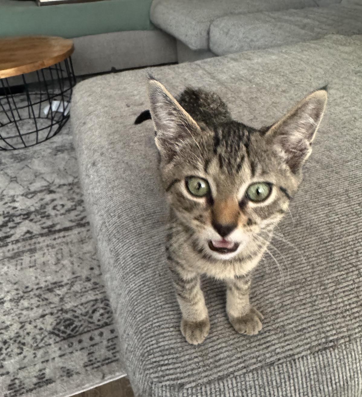 Enlarge Squeak, a Adoptable Domestic Short Hair in Ripon, CA image 2/3