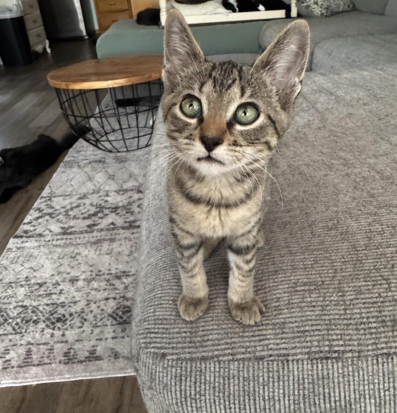 Enlarge Squeak, a Adoptable Domestic Short Hair in Ripon, CA image 3/3