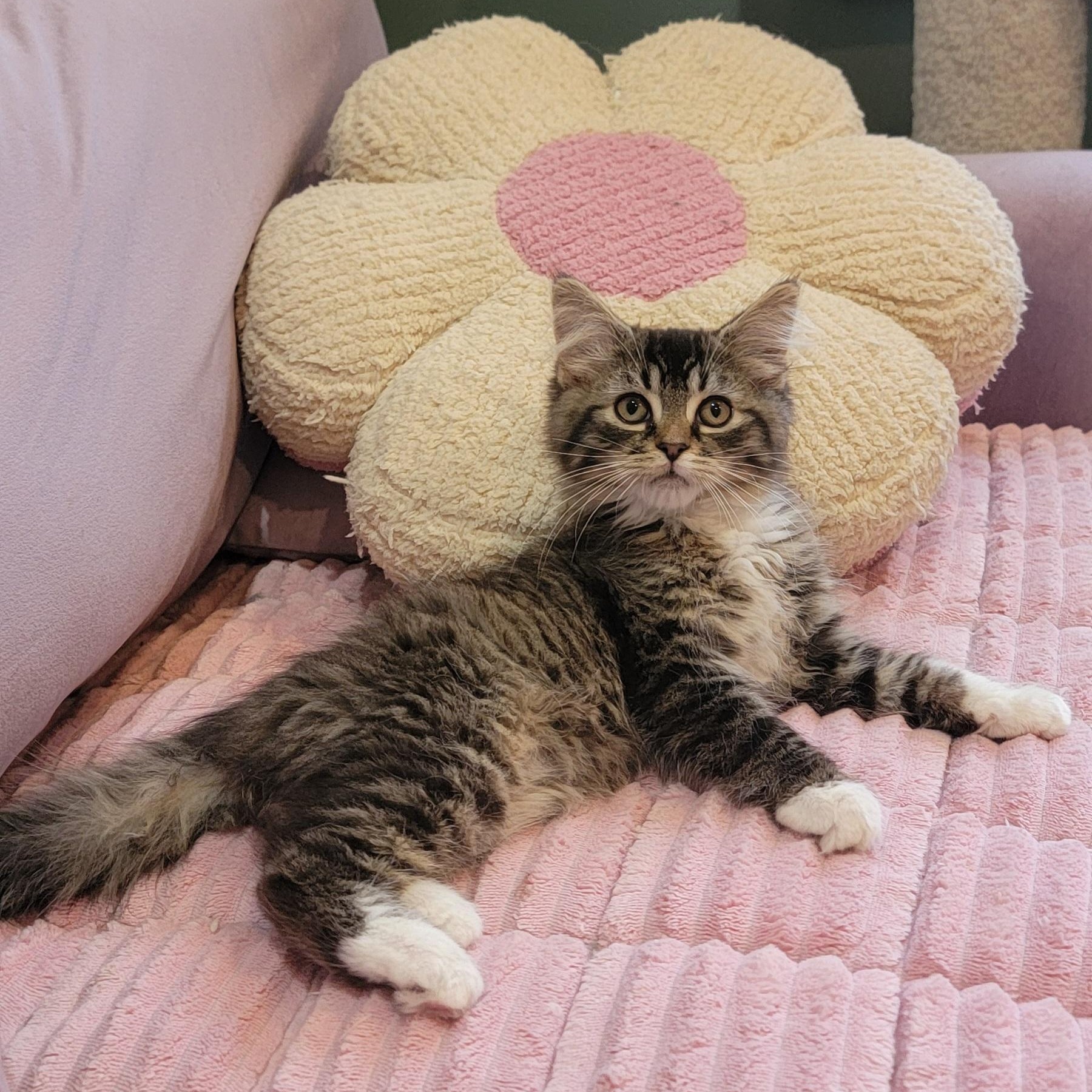 Zander Adopted 6.26.26, a ADOPTABLE Domestic Long Hair in Wyandotte, MI image 3/6