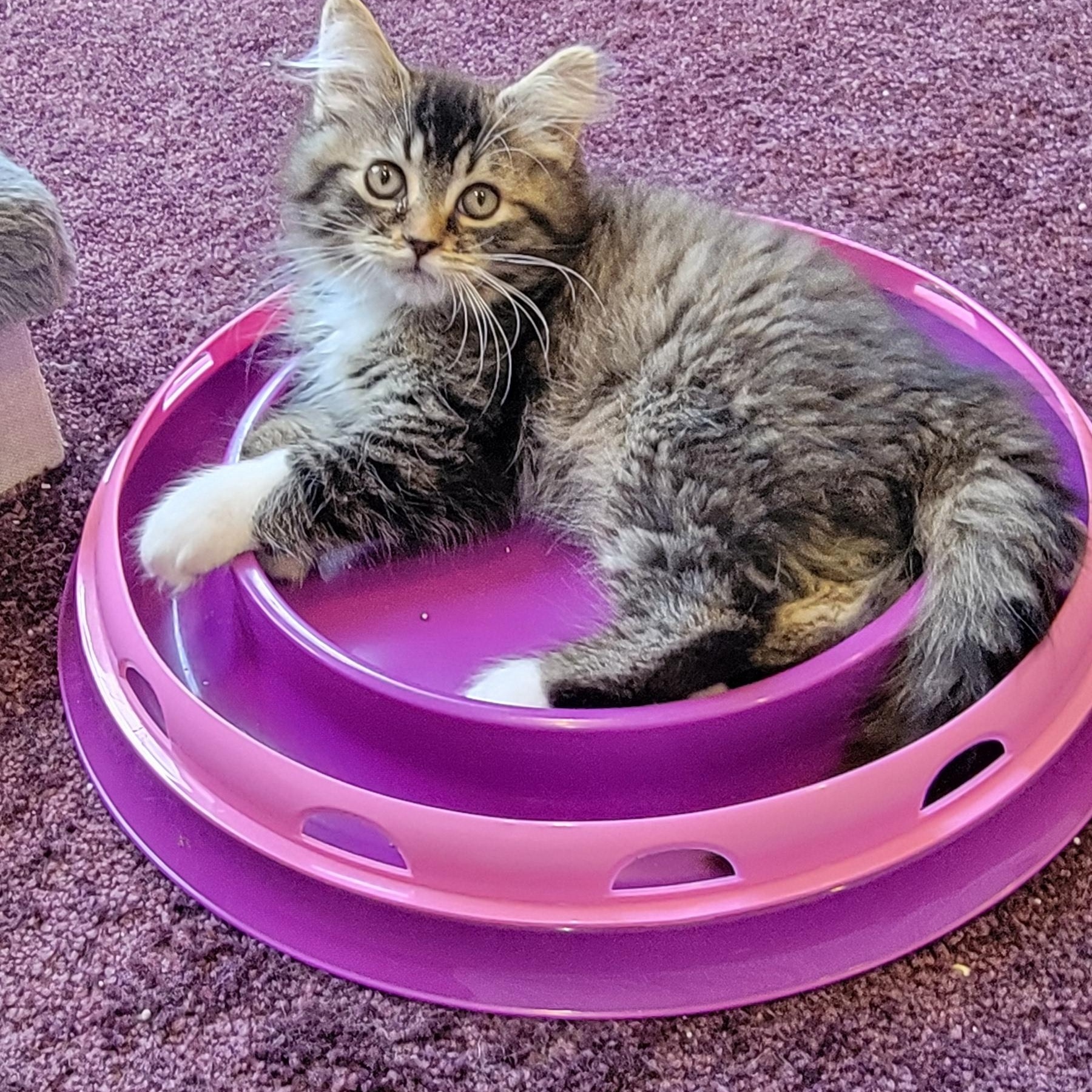 Zander Adopted 6.26.26, ADOPTABLE, Kitten Male Domestic Long Hair.