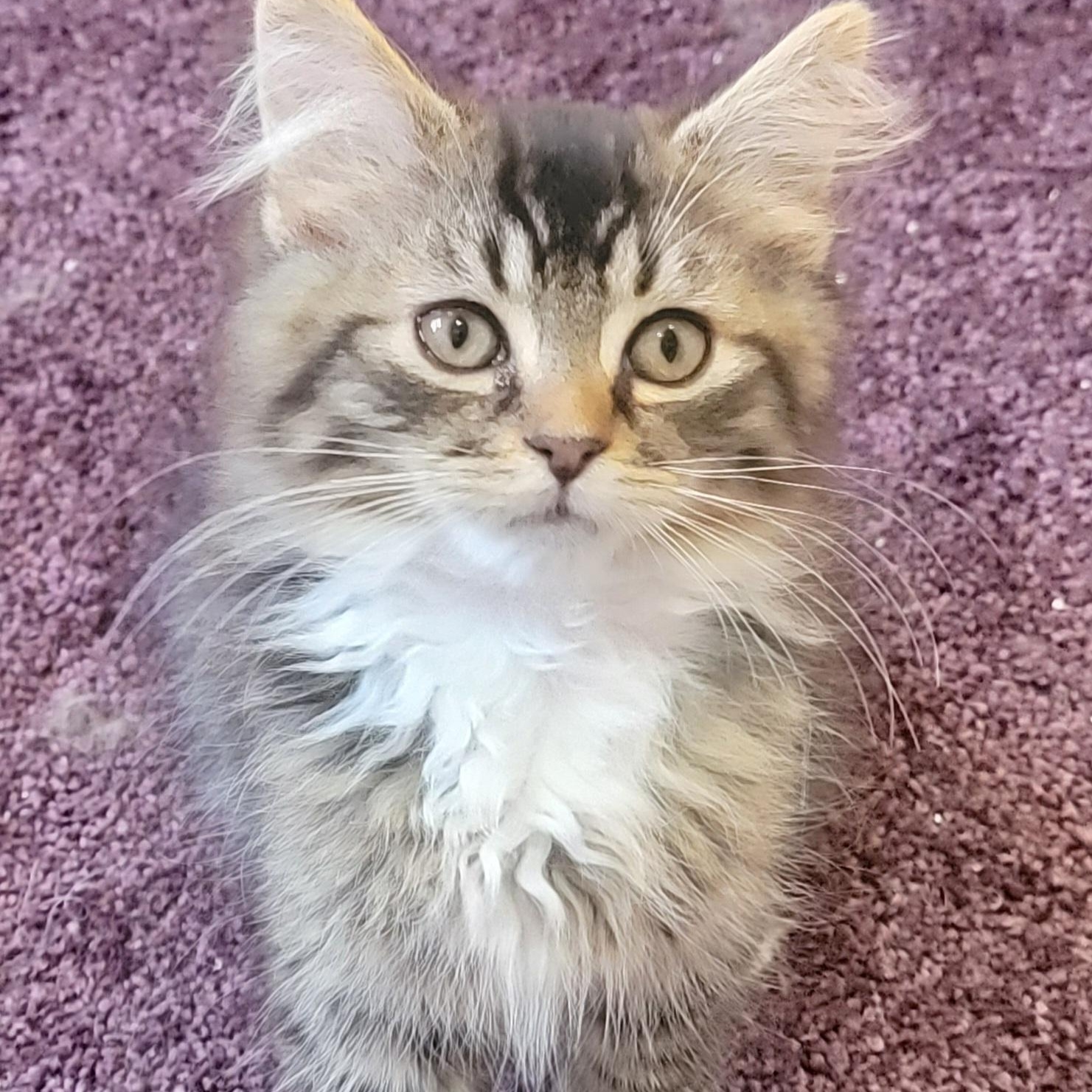 Zander Adopted 6.26.26, a ADOPTABLE Domestic Long Hair in Wyandotte, MI image 2/6