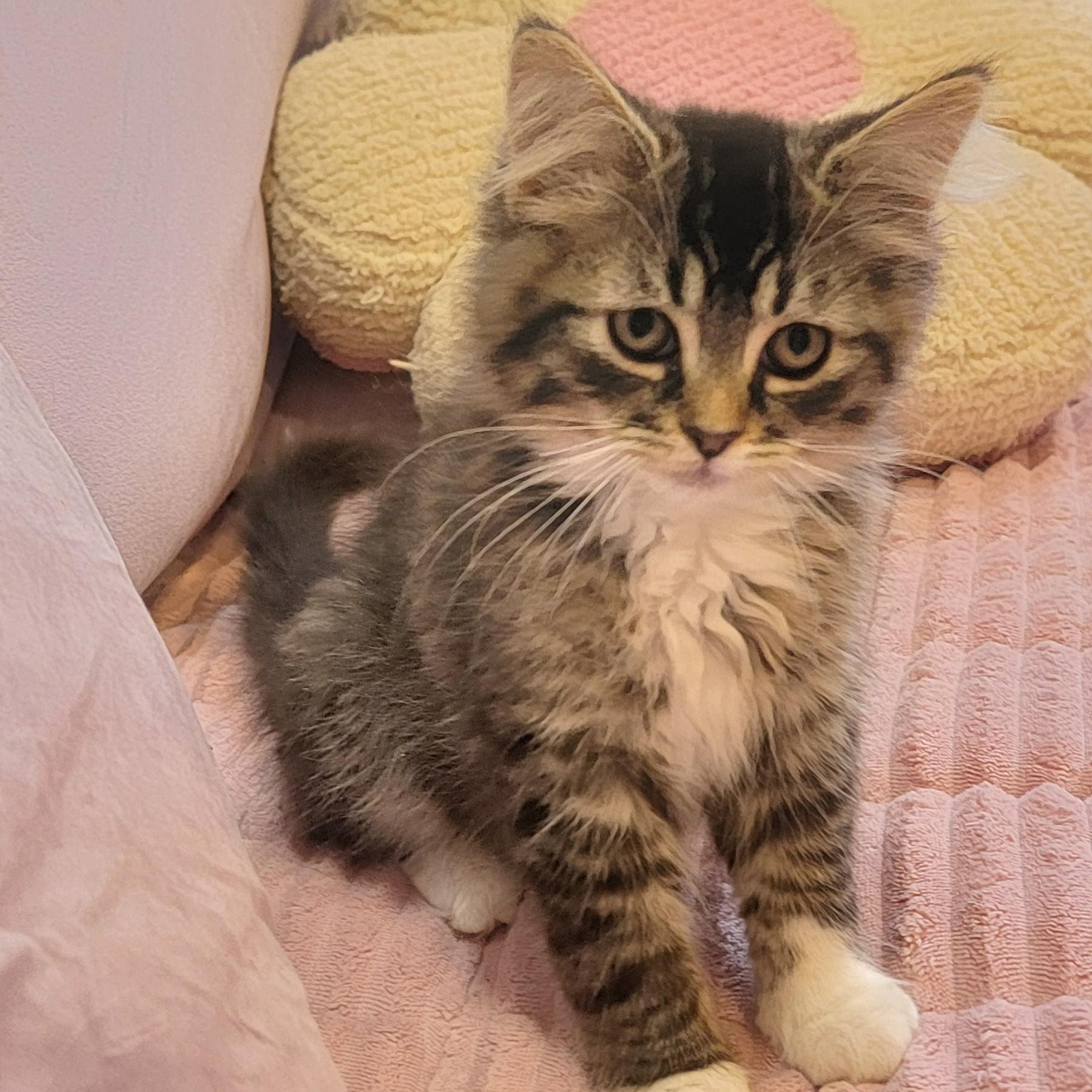 Zander Adopted 6.26.26, a ADOPTABLE Domestic Long Hair in Wyandotte, MI image 5/6