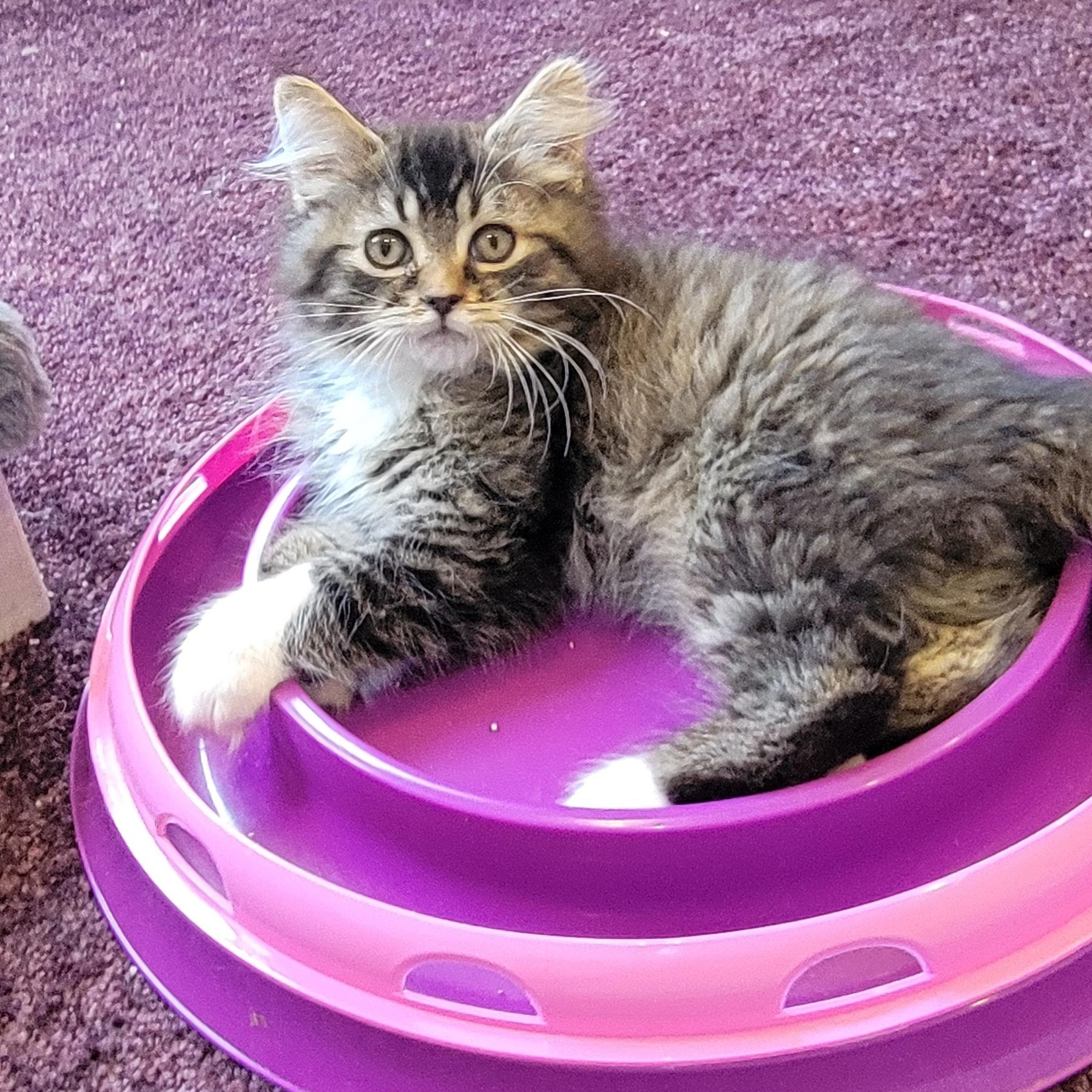 Zander Adopted 6.26.26, a ADOPTABLE Domestic Long Hair in Wyandotte, MI image 6/6