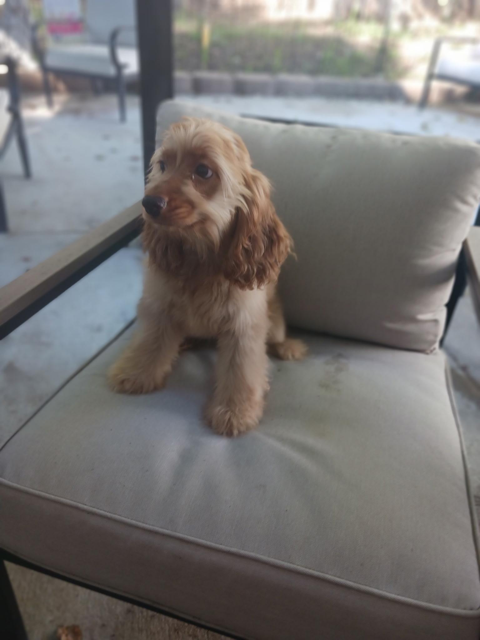 Sarah-Adopted, Adopted, Puppy Female Cocker Spaniel.