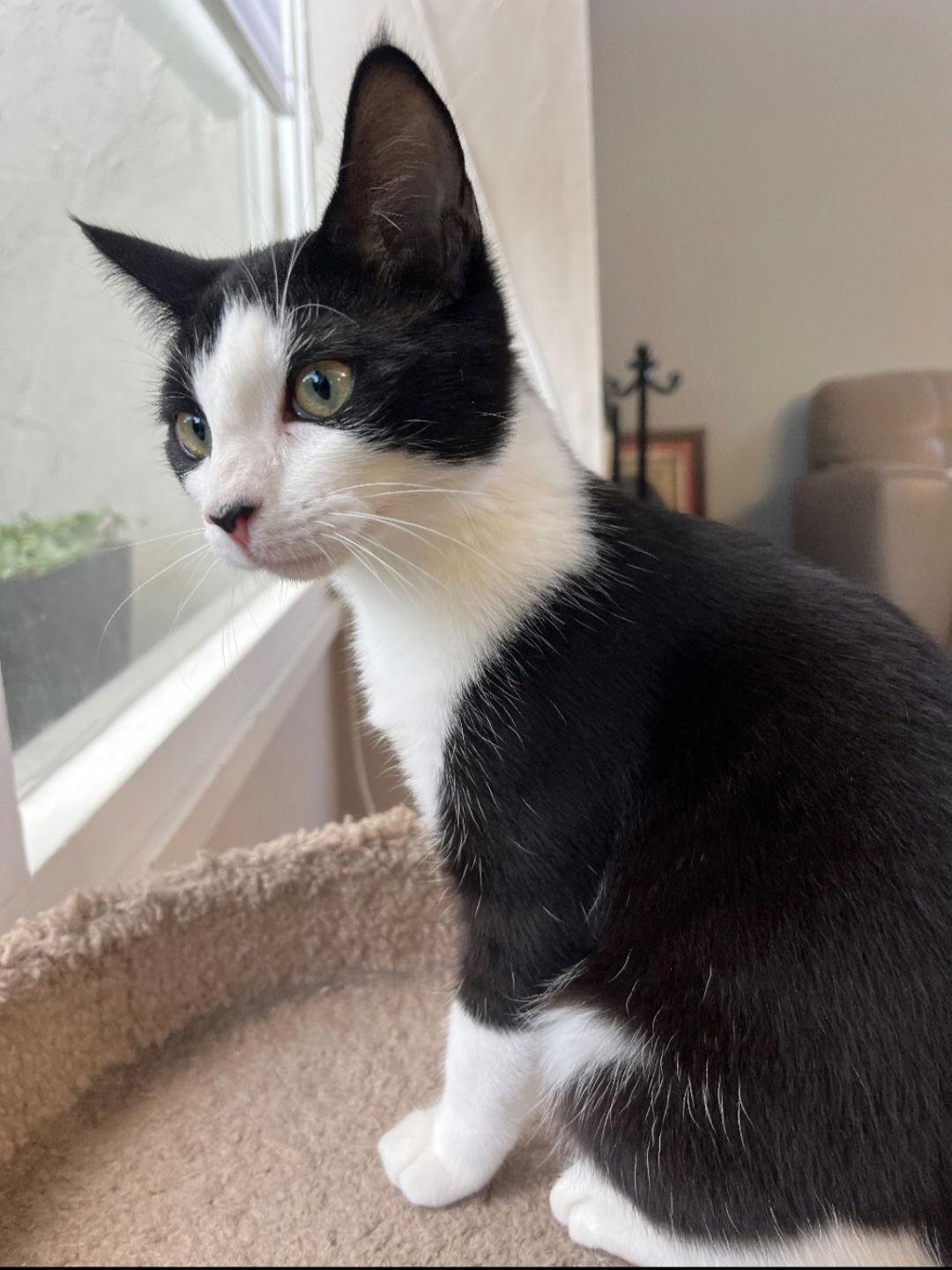 Oreo, Adoptable, Kitten Female Tuxedo & Domestic Short Hair.