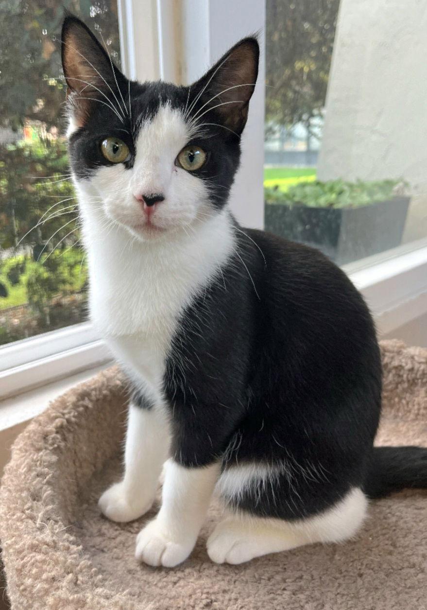 Enlarge Oreo, a Adoptable mixed breed in Campbell, CA image 2/3