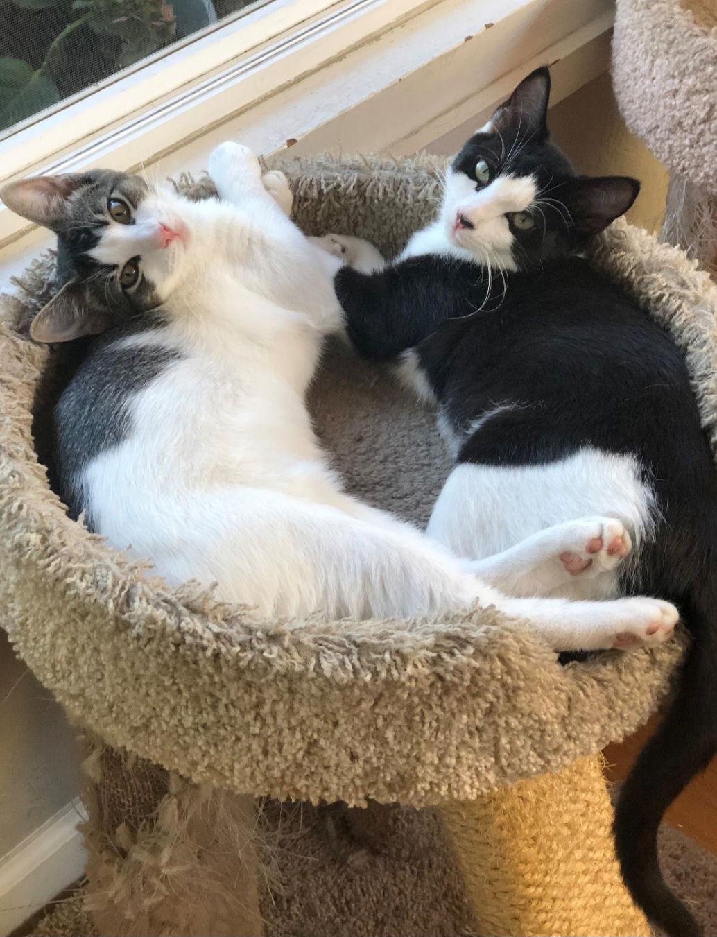 Enlarge Oreo, a Adoptable mixed breed in Campbell, CA image 3/3