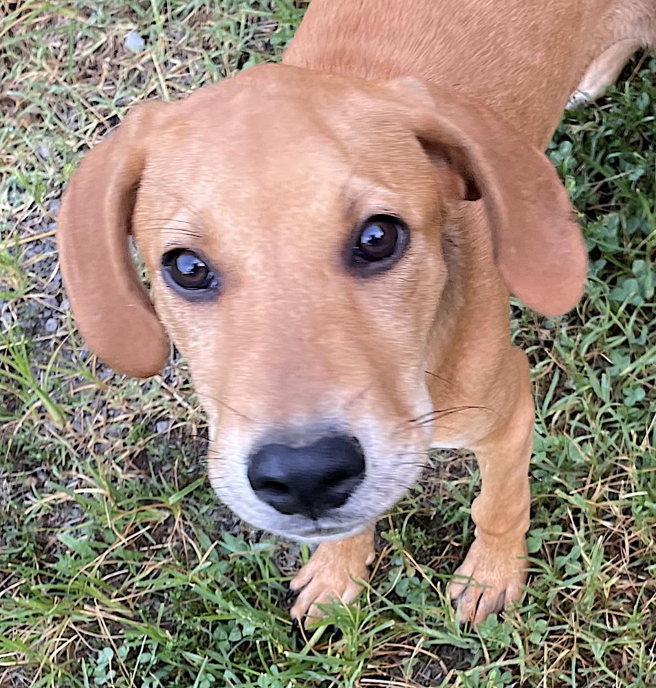 Enlarge Red, a Adoptable mixed breed in Bedford, VA image 5/6