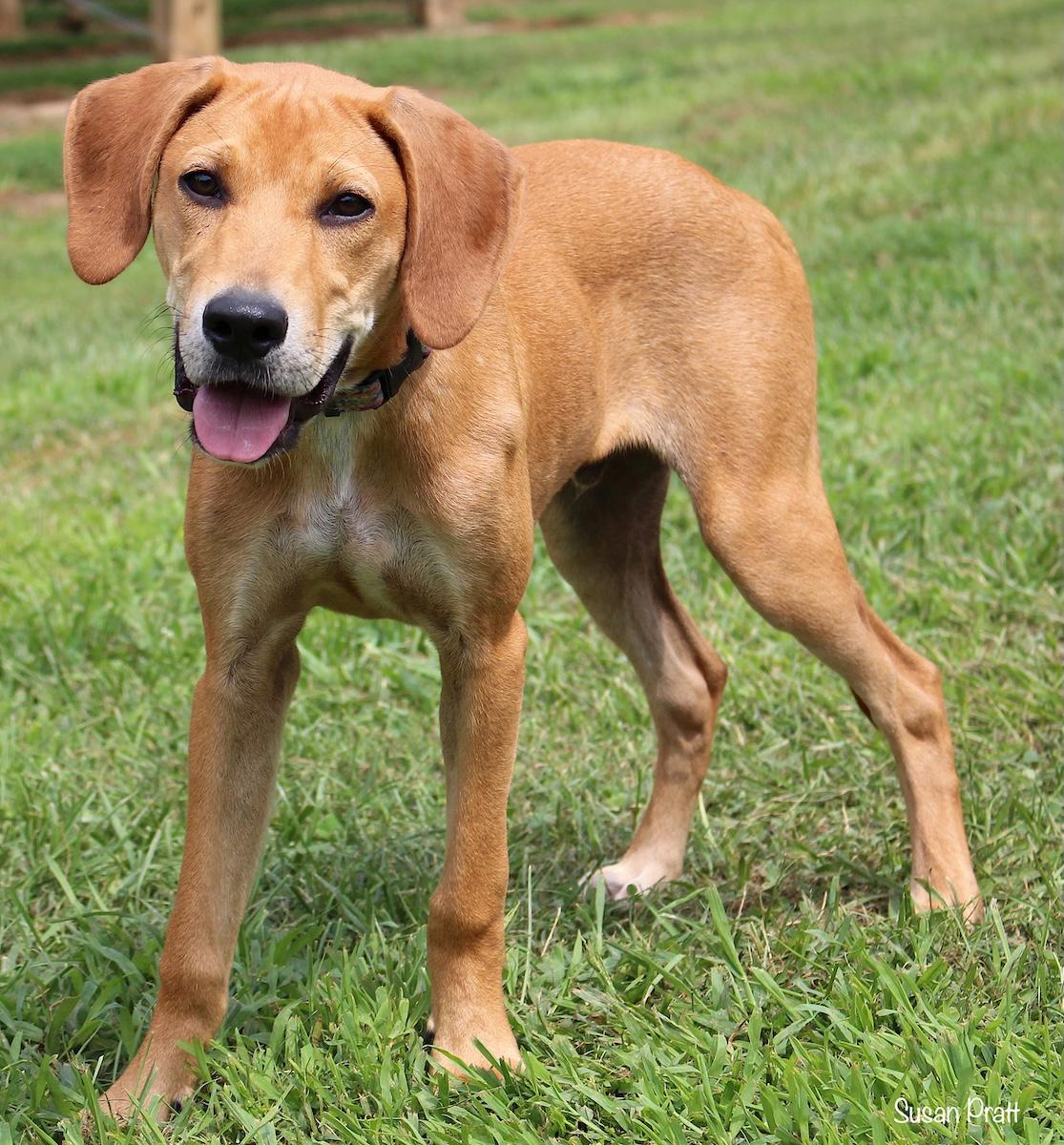Enlarge Red, a Adoptable mixed breed in Bedford, VA image 2/6