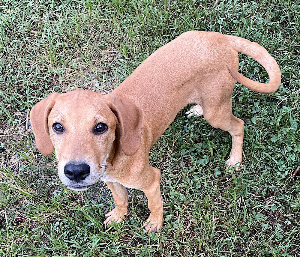 Enlarge Red, a Adoptable mixed breed in Bedford, VA image 6/6