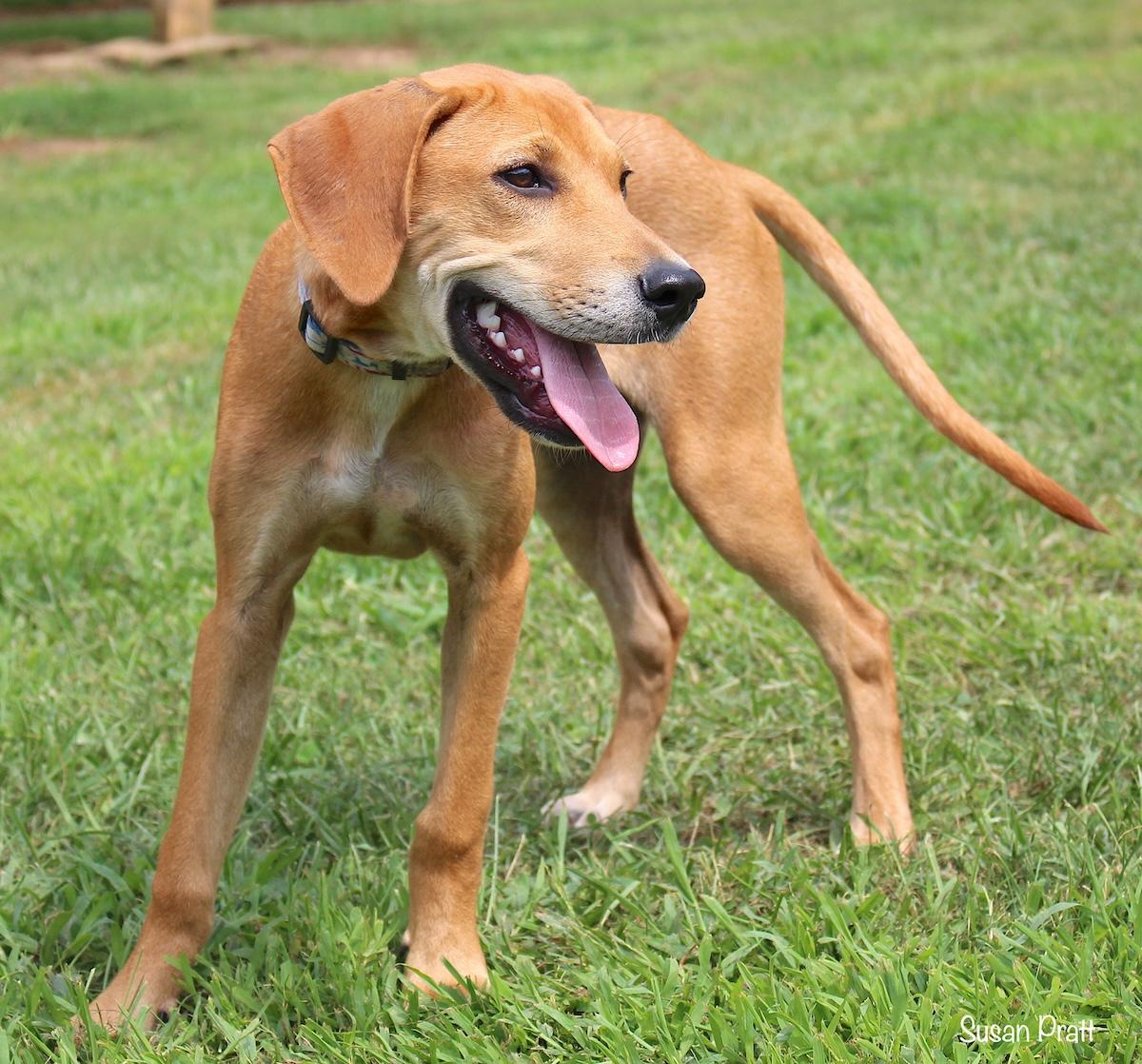 Enlarge Red, a Adoptable mixed breed in Bedford, VA image 3/6