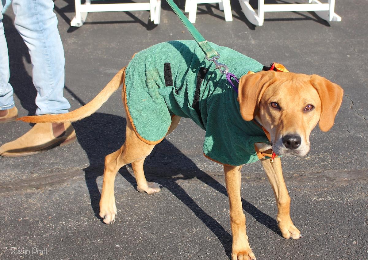 Enlarge Red, a Adoptable mixed breed in Bedford, VA image 1/6